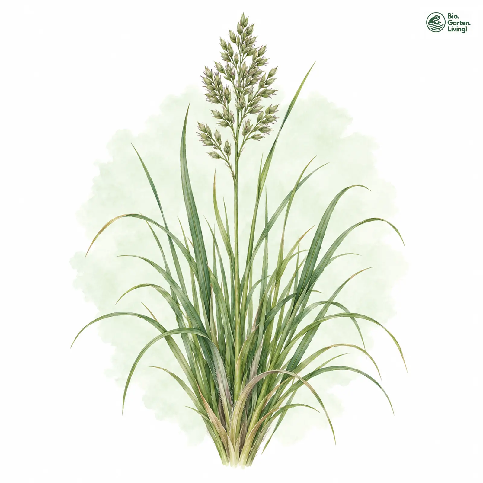 Aquarellzeichnung: Schlaffer Schwingel (Festuca heteropachys)