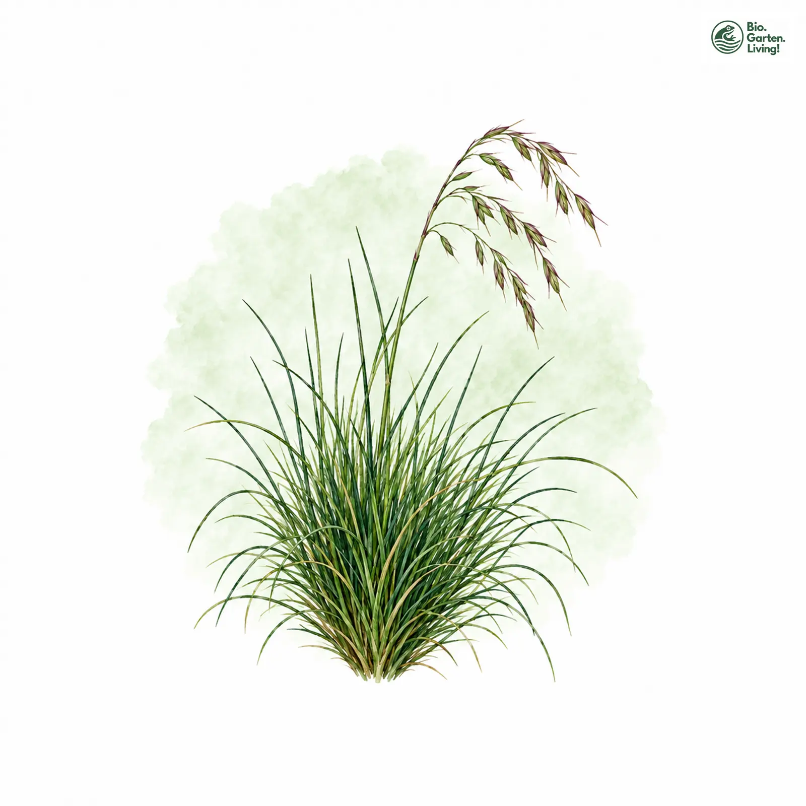 Aquarellzeichnung: Horst-Schwingel (Festuca nigrescens)