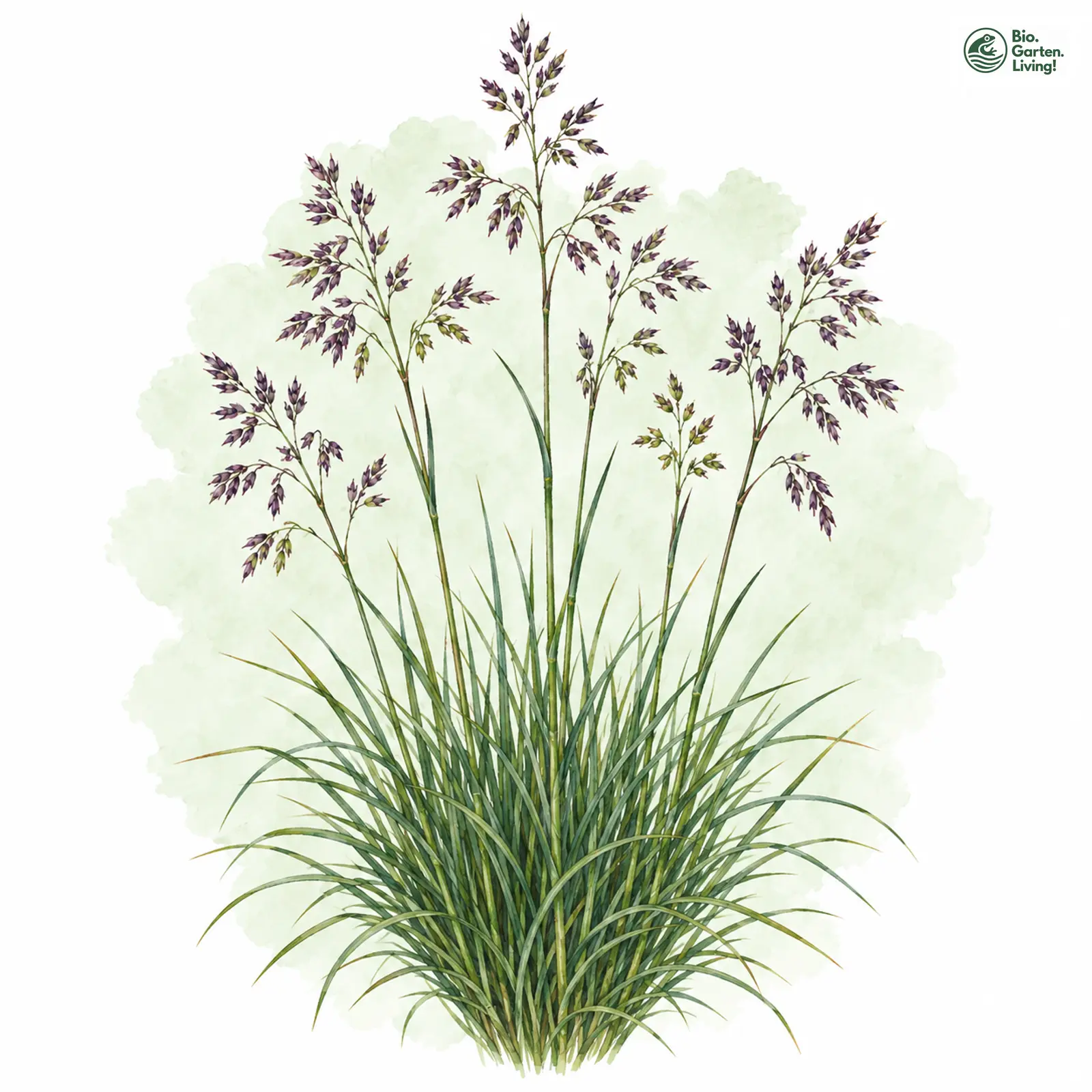 Aquarellzeichnung: Schwarzvioletter Schwingel (Festuca nigricans)