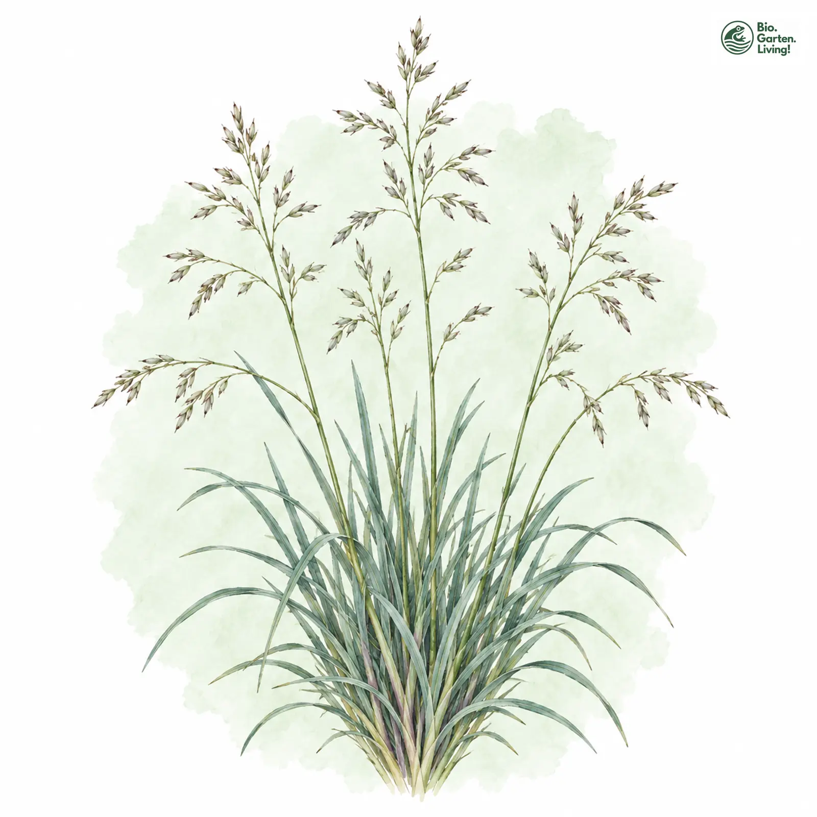 Aquarellzeichnung: Sand-Schwingel (Festuca psammophila)