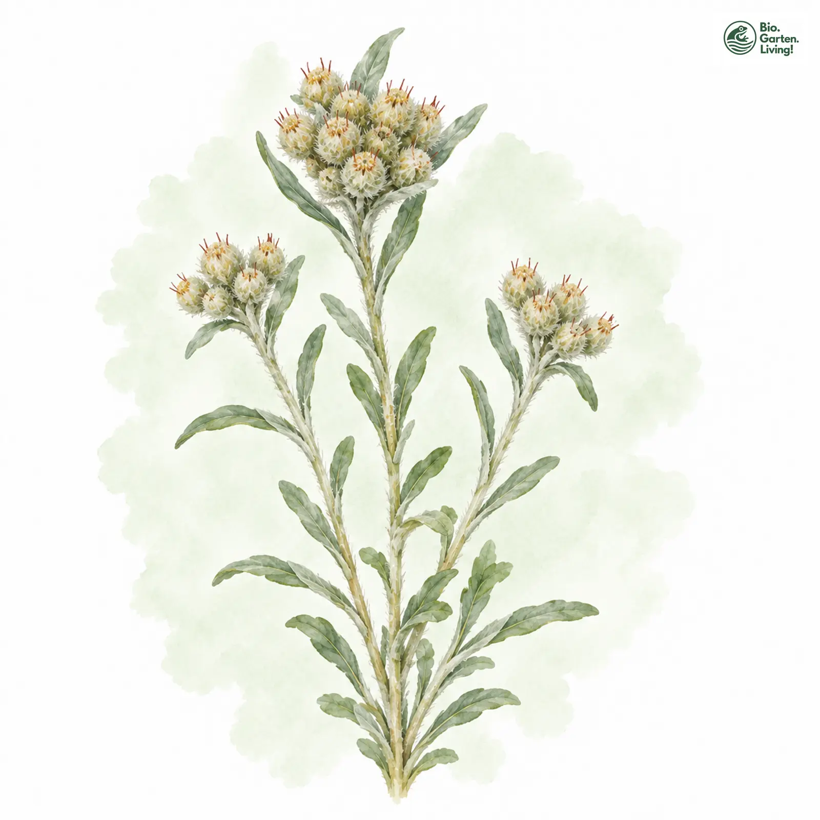 Aquarellzeichnung: Gelbliches Filzkraut (Filago lutescens)
