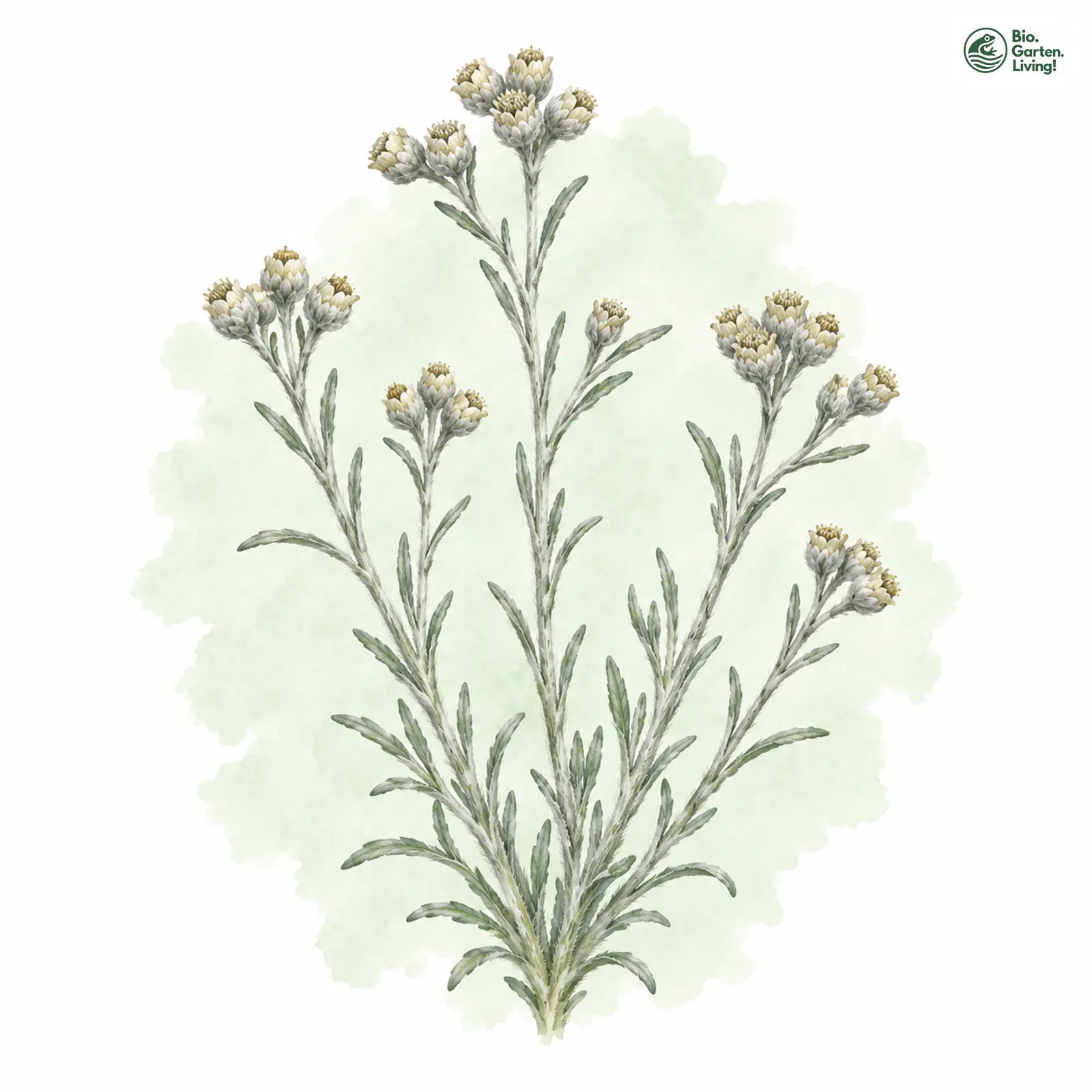 Aquarellzeichnung: Zwerg-Filzkraut (Filago minima)