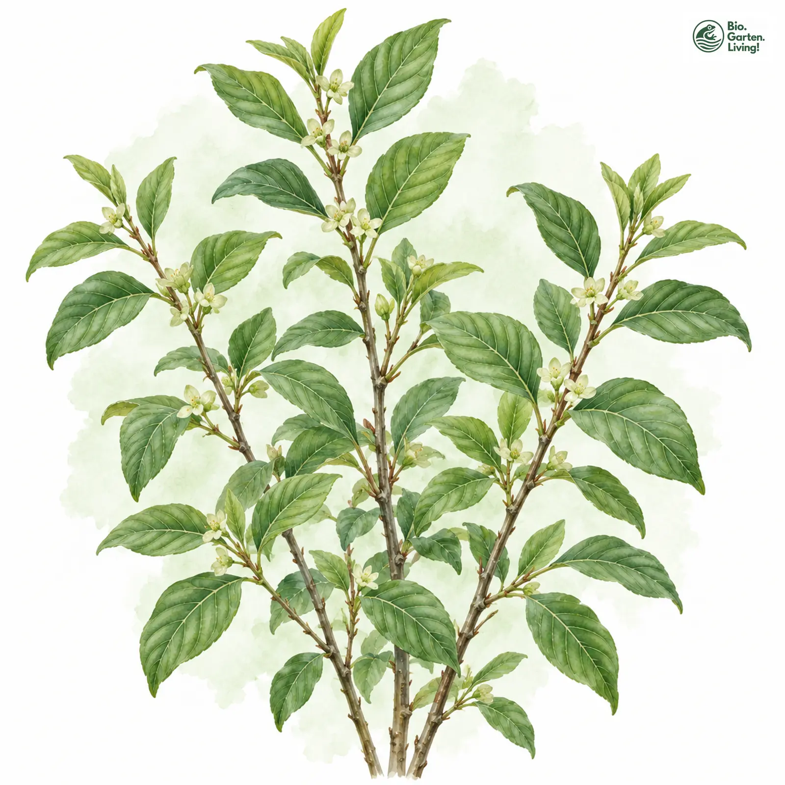 Aquarellzeichnung: Echter Faulbaum (Frangula alnus)