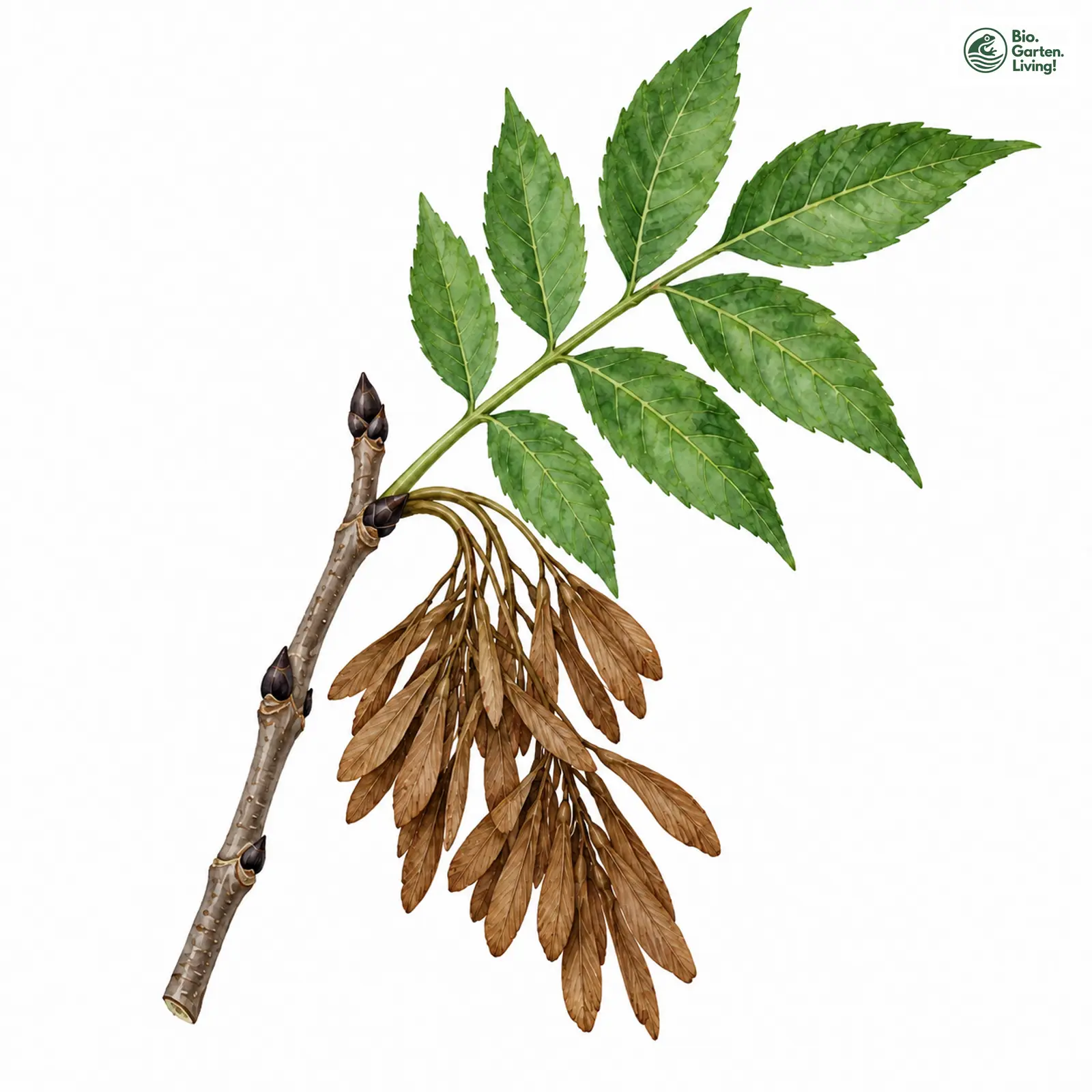 Aquarellzeichnung: Gewöhnliche Esche (Fraxinus excelsior)