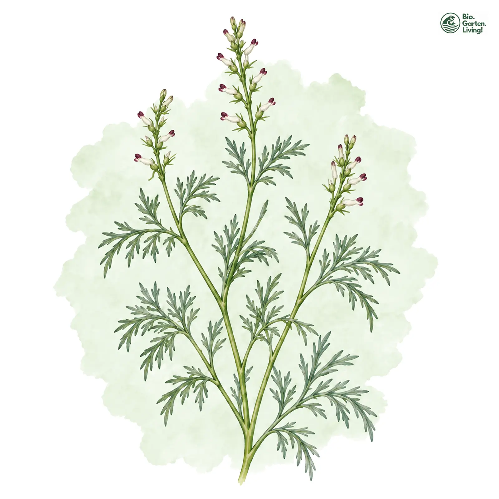 Aquarellzeichnung: Kleinblütiger Erdrauch (Fumaria parviflora)