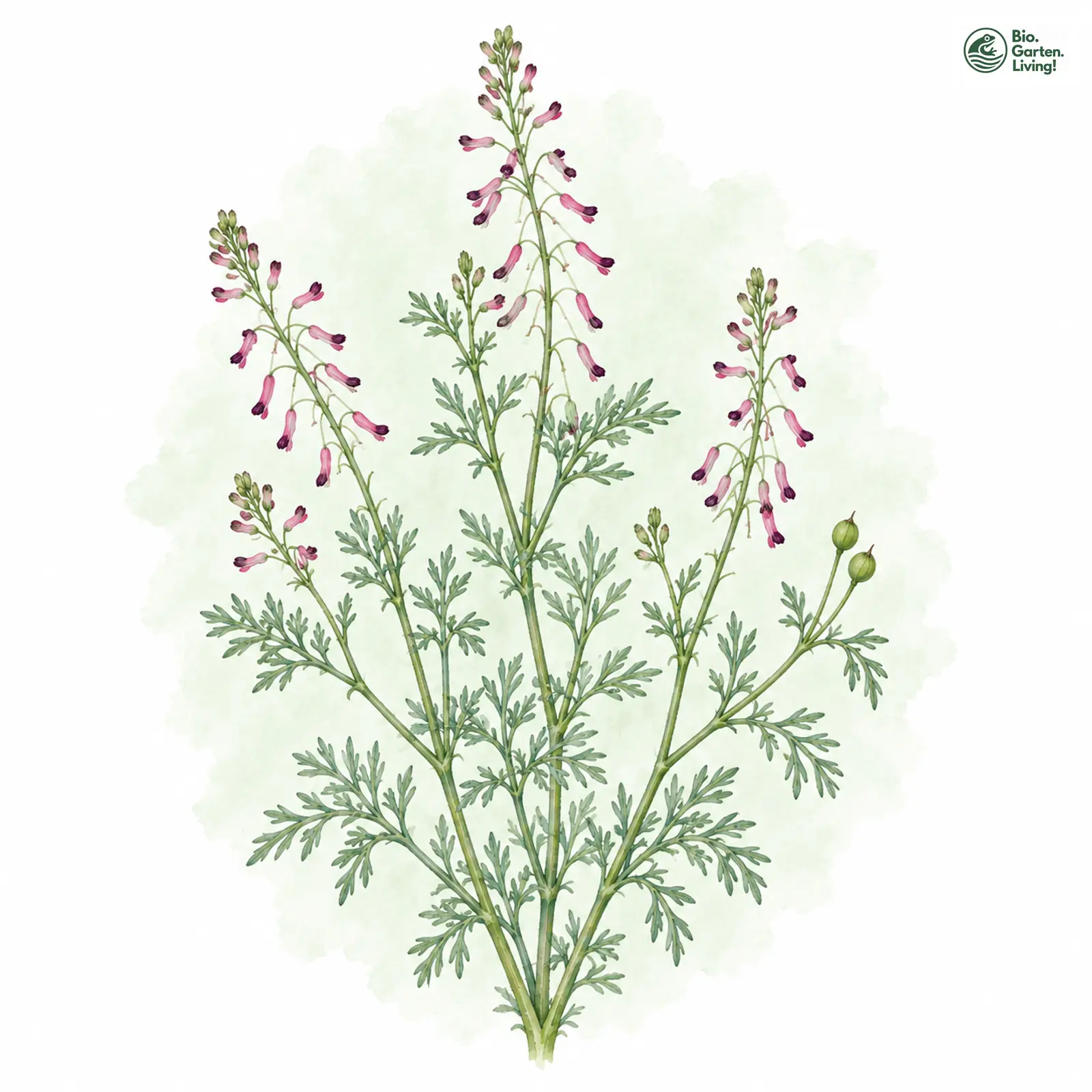 Aquarellzeichnung: Schleicher-Erdrauch (Fumaria schleicheri)