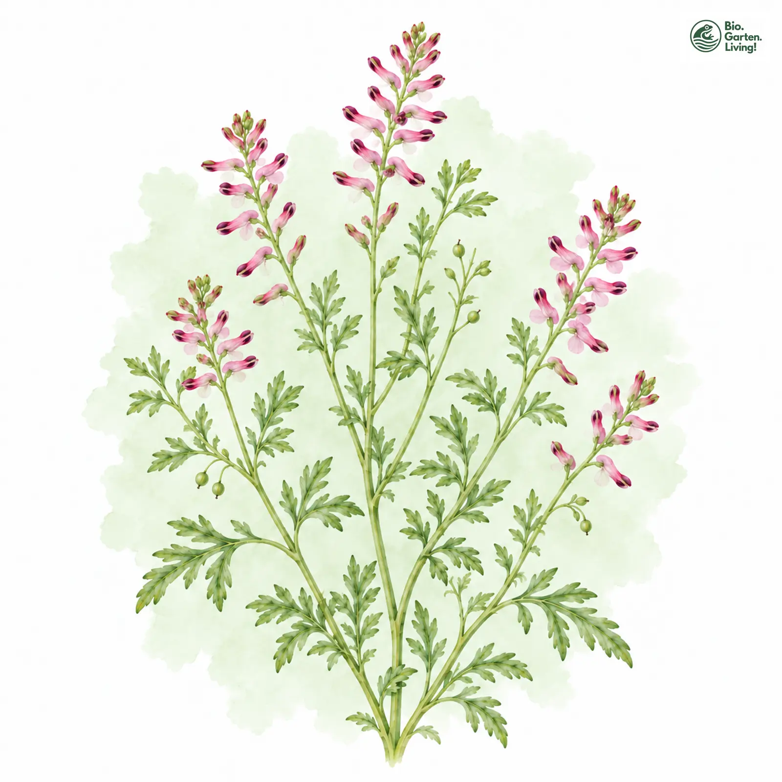 Aquarellzeichnung: Wirtgen-Erdrauch (Fumaria wirtgenii)