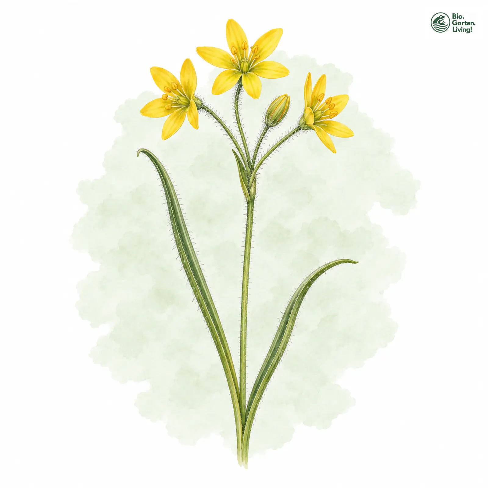 Aquarellzeichnung: Goldstern. Röhriger (Gagea fragifera)