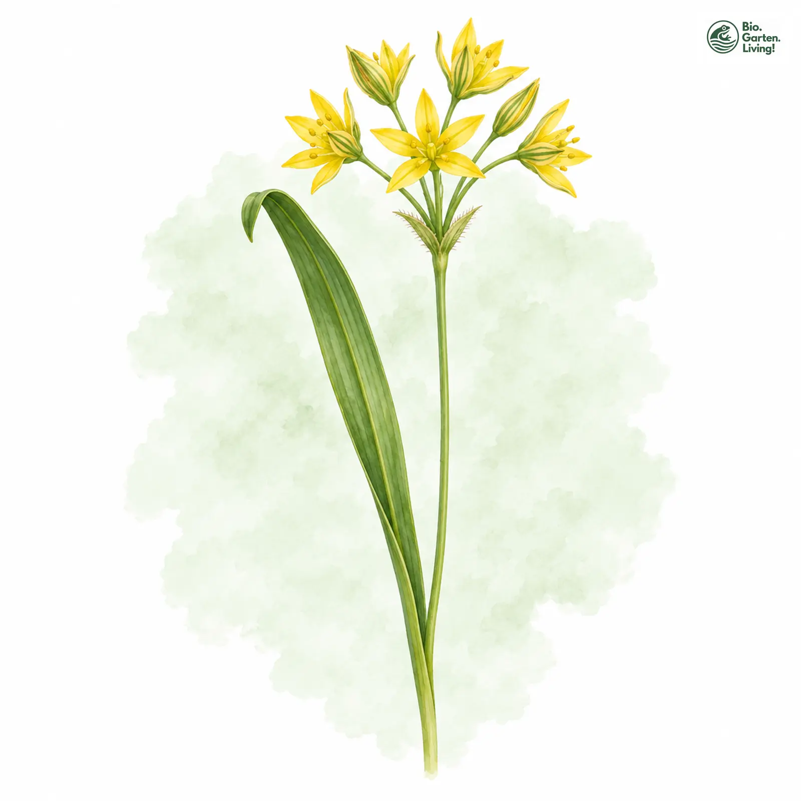 Aquarellzeichnung: Wald-Goldstern (Gagea lutea)
