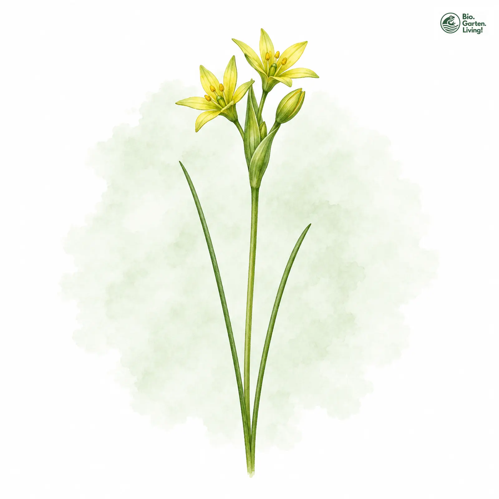 Aquarellzeichnung: Scheiden-Goldstern (Gagea spathacea)
