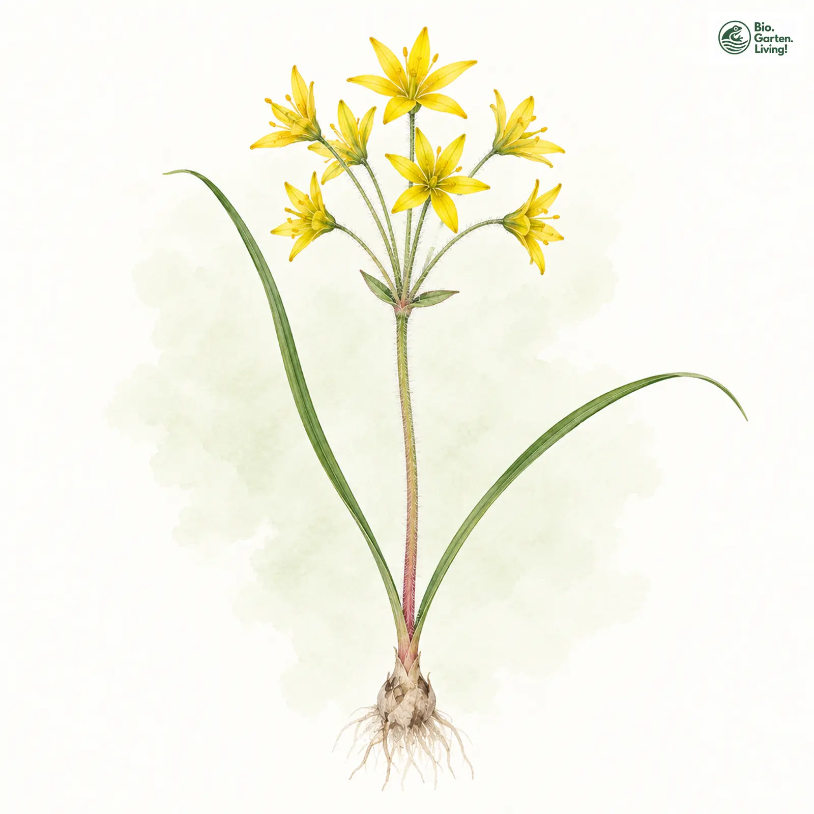 Aquarellzeichnung: Acker-Goldstern (Gagea villosa)