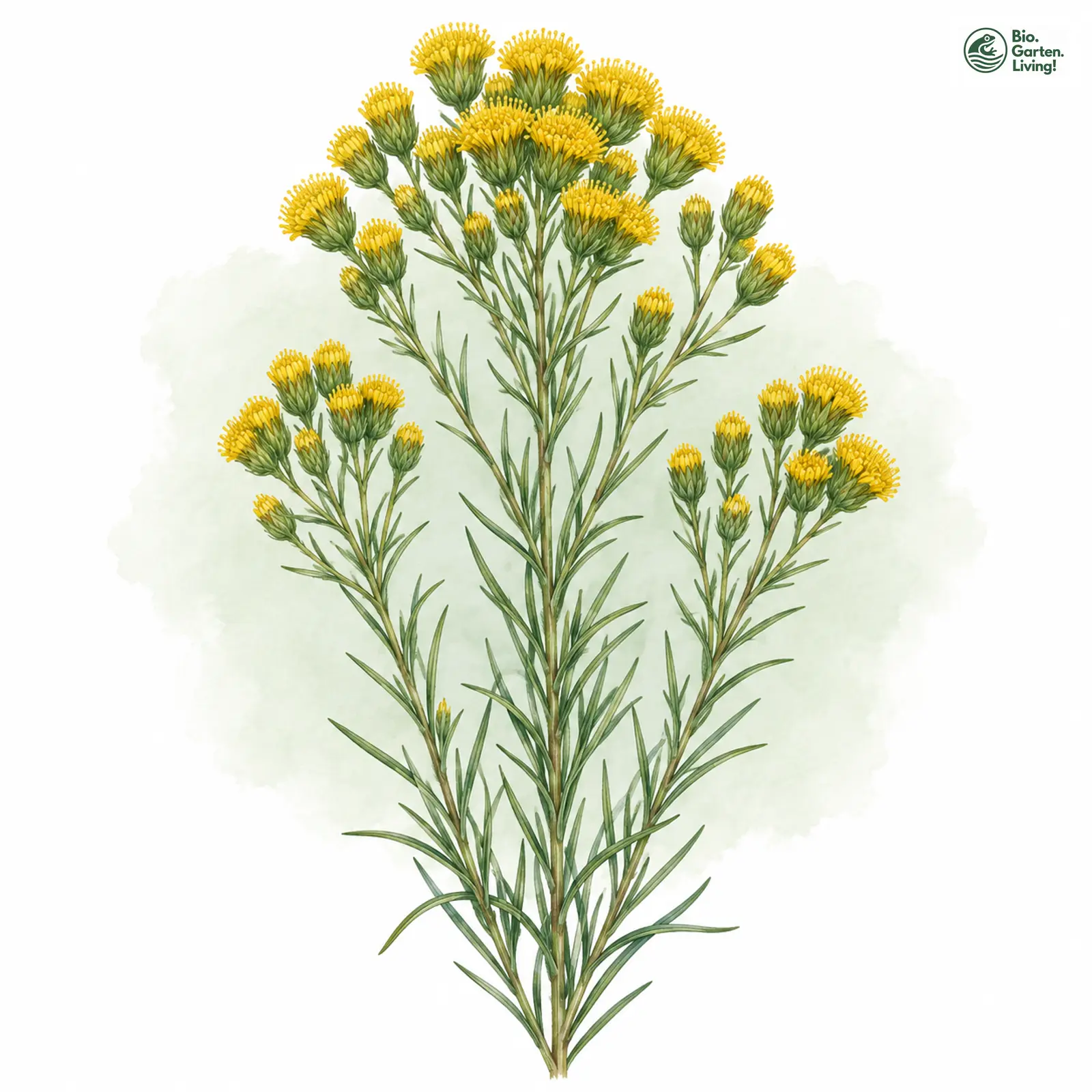 Aquarellzeichnung: Gold-Steppenaster (Galatella linosyris)