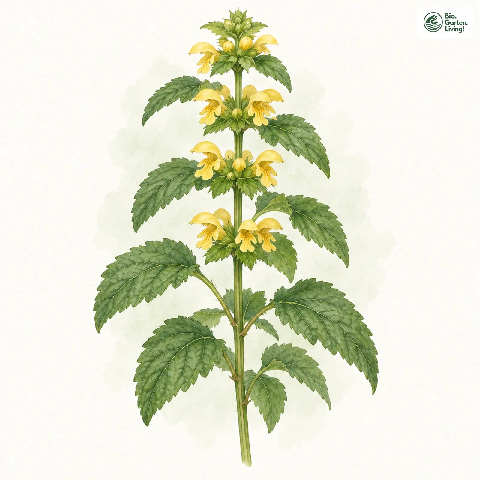 Aquarellzeichnung: Echte Goldnessel (Galeobdolon luteum)