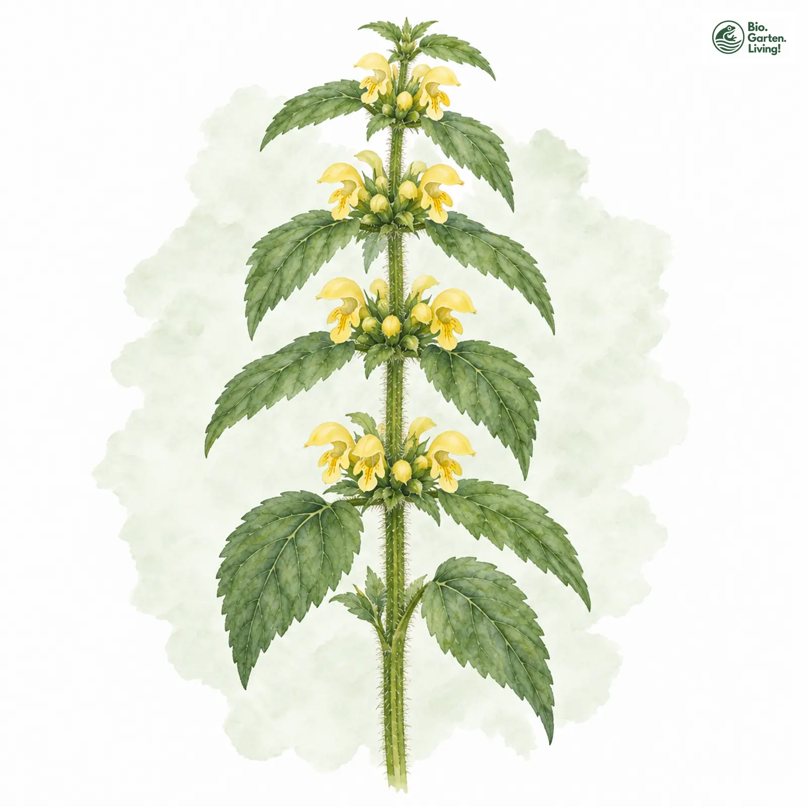 Aquarellzeichnung: Berg-Goldnessel (Galeobdolon montanum)