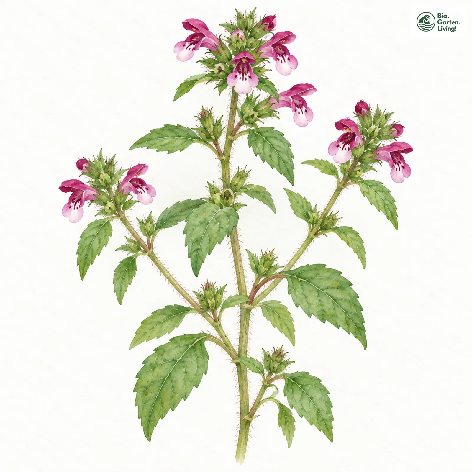 Aquarellzeichnung: Acker-Hohlzahn (Galeopsis ladanum)