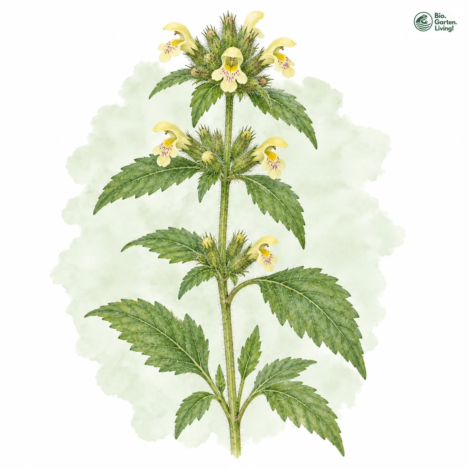 Aquarellzeichnung: Saat-Hohlzahn (Galeopsis segetum)