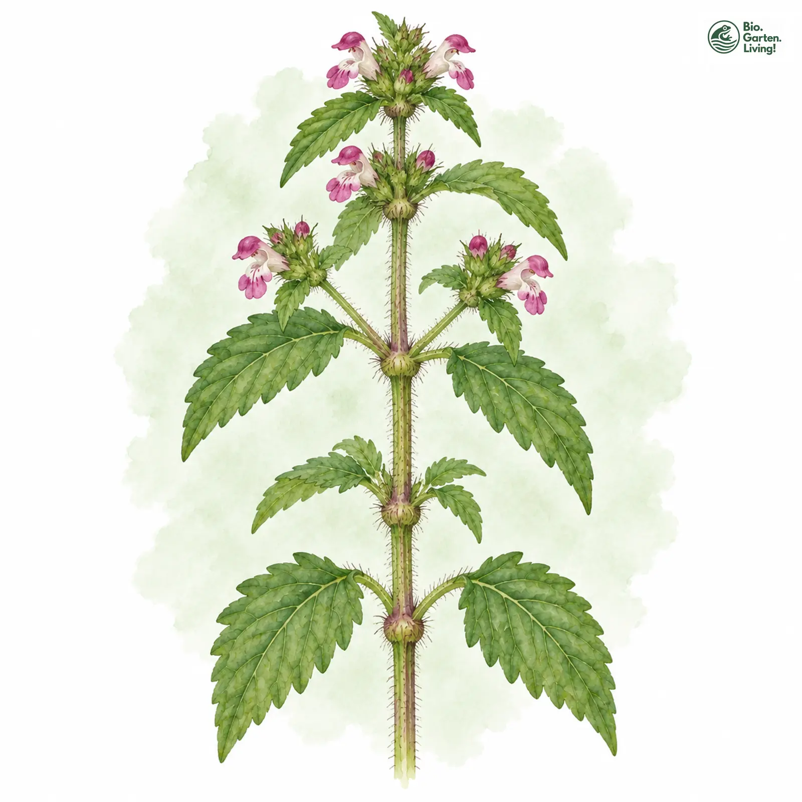 Aquarellzeichnung: Stechender Hohlzahn (Galeopsis tetrahit)