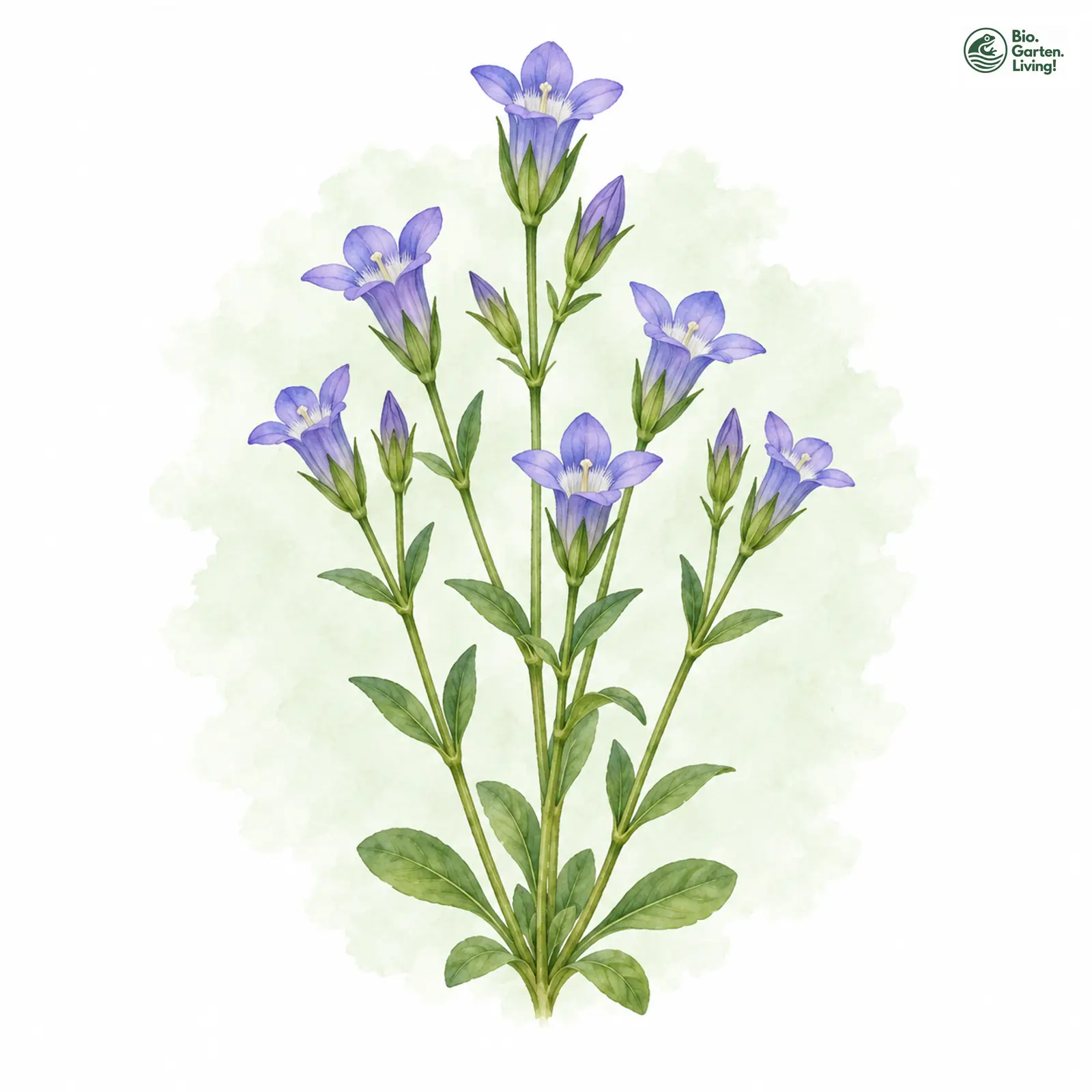 Aquarellzeichnung: Feld-Kranzenzian (Gentianella campestris (im weiteren Sinne))