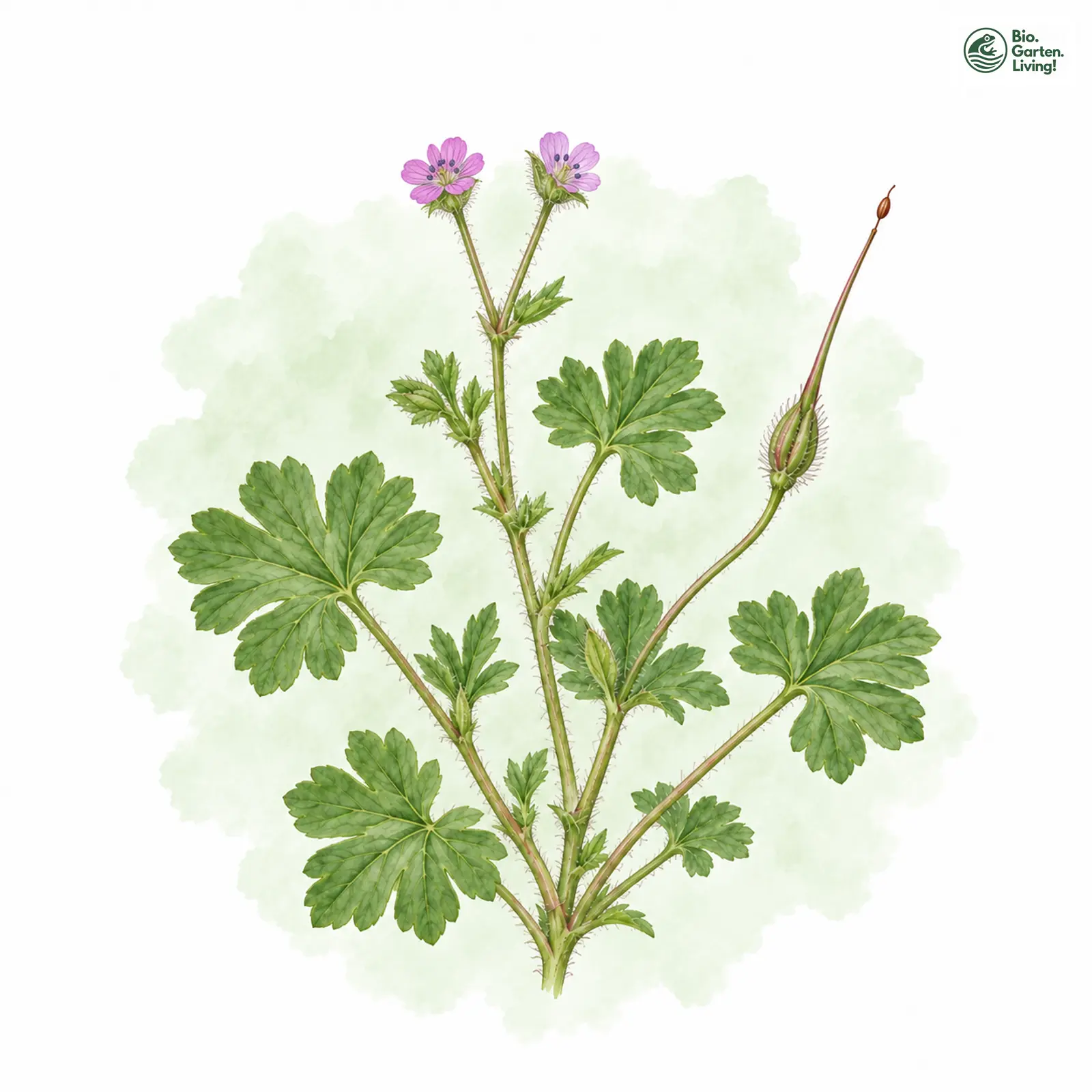 Aquarellzeichnung: Glattfrüchtiger Storchschnabel (Geranium aequale)