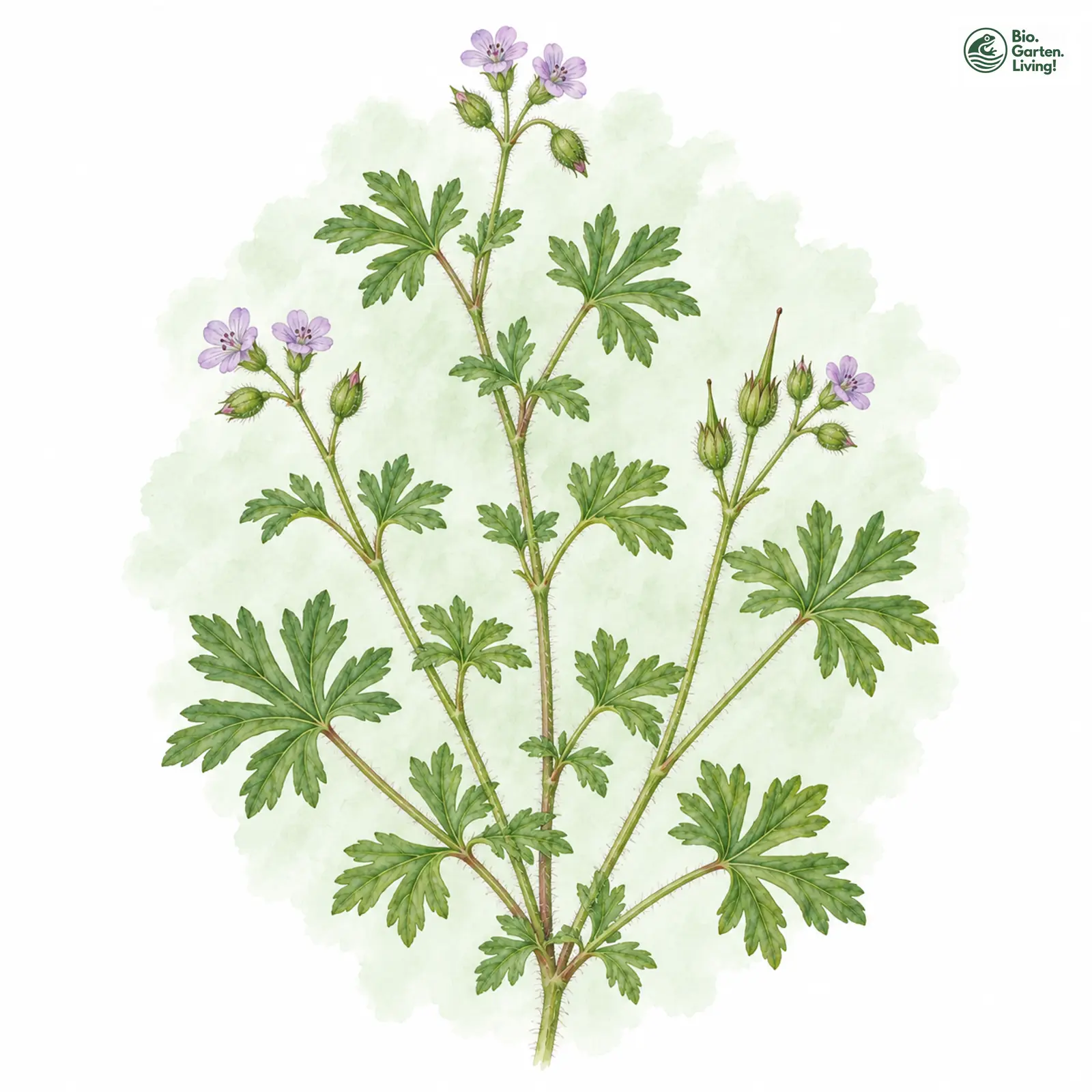 Aquarellzeichnung: Zwerg-Storchschnabel (Geranium pusillum)
