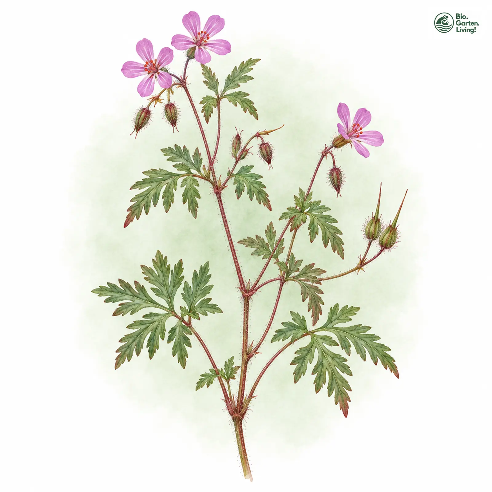 Aquarellzeichnung: Stinkender Storchschnabel (Geranium robertianum (im engeren Sinne))