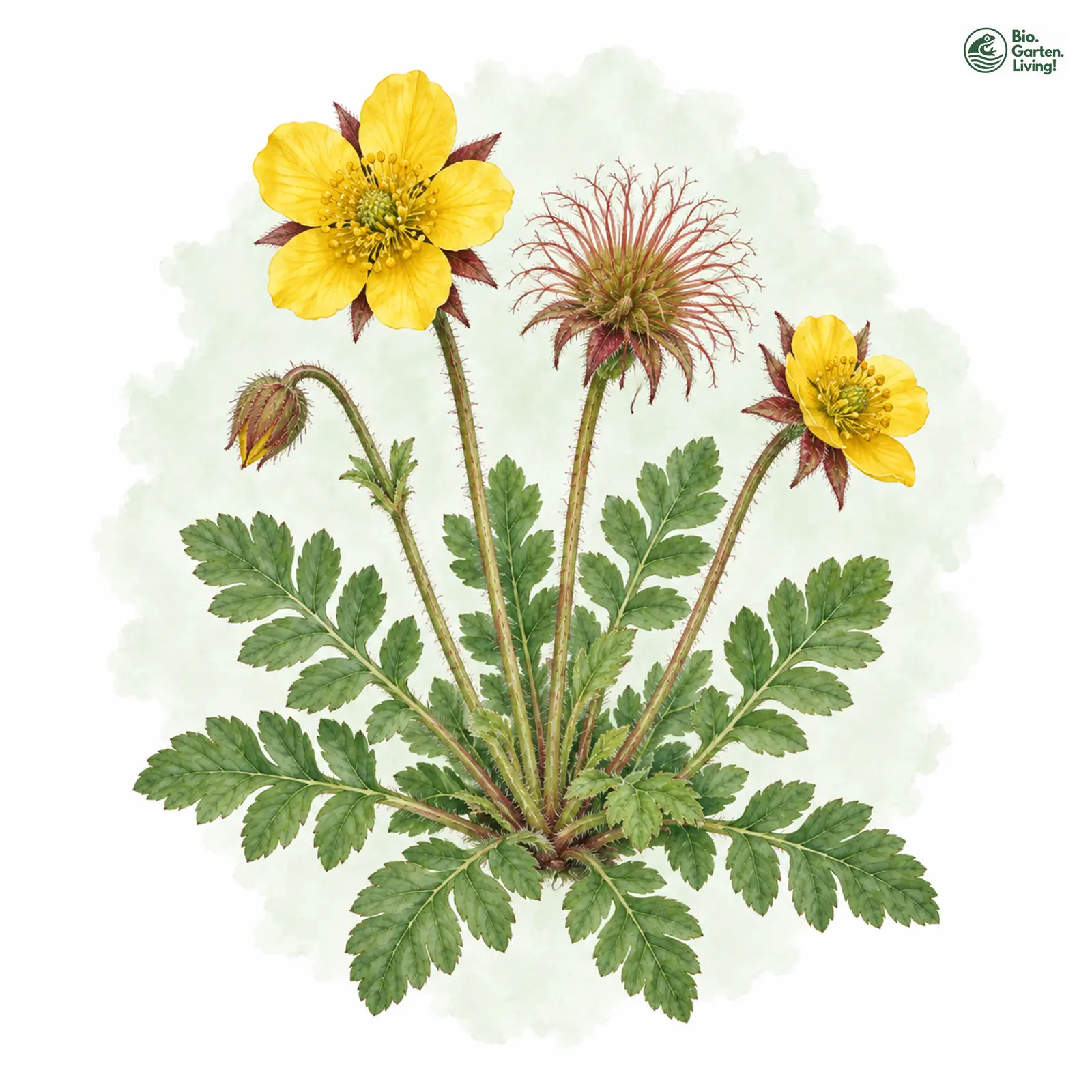 Aquarellzeichnung: Kriechende Nelkenwurz (Geum reptans)
