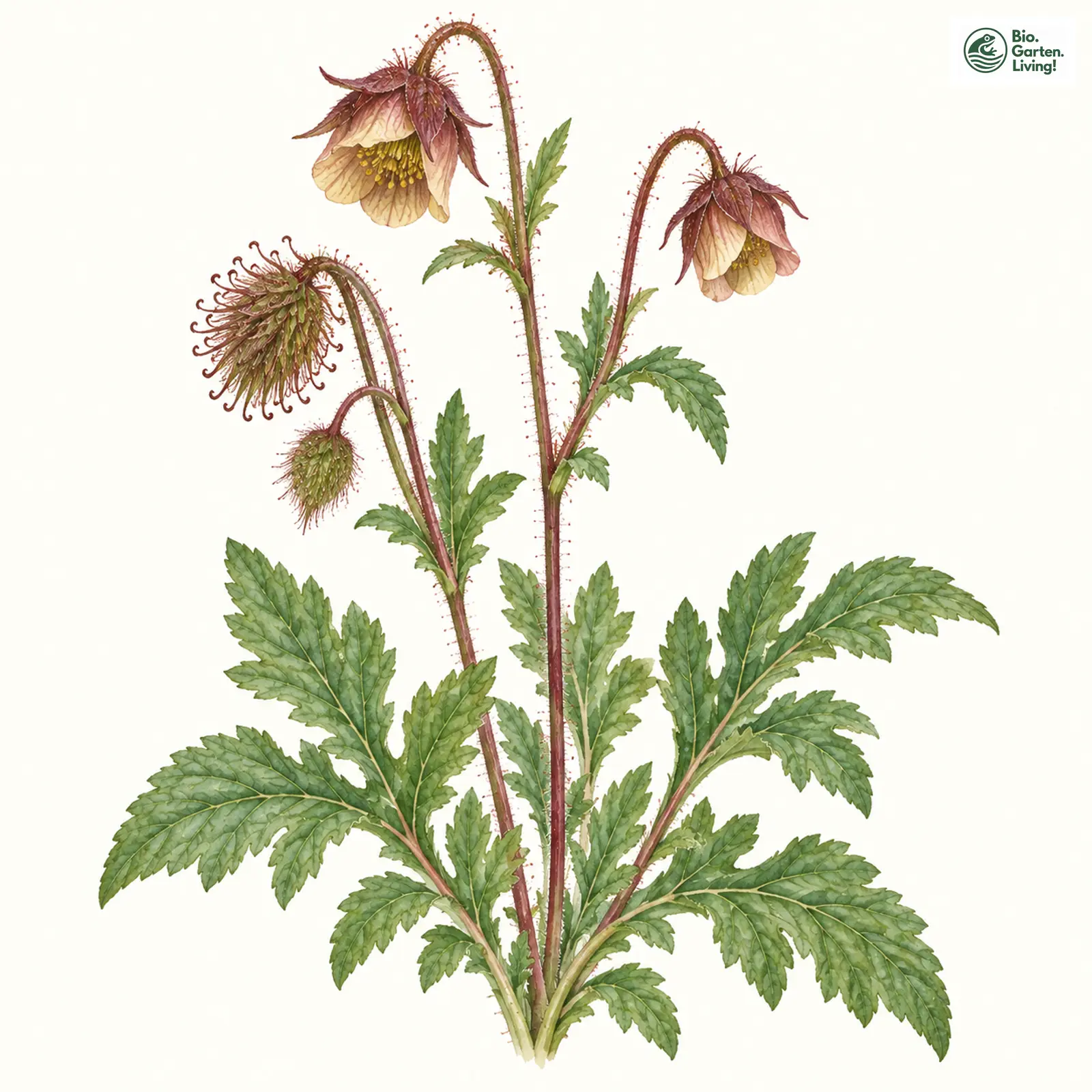 Aquarellzeichnung: Bach-Nelkenwurz (Geum rivale)