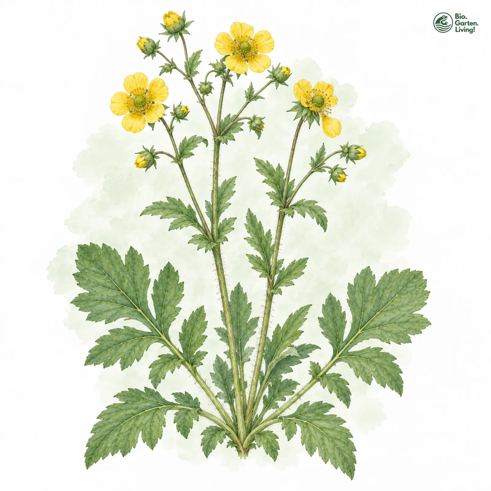 Aquarellzeichnung: Echte Nelkenwurz (Geum urbanum)