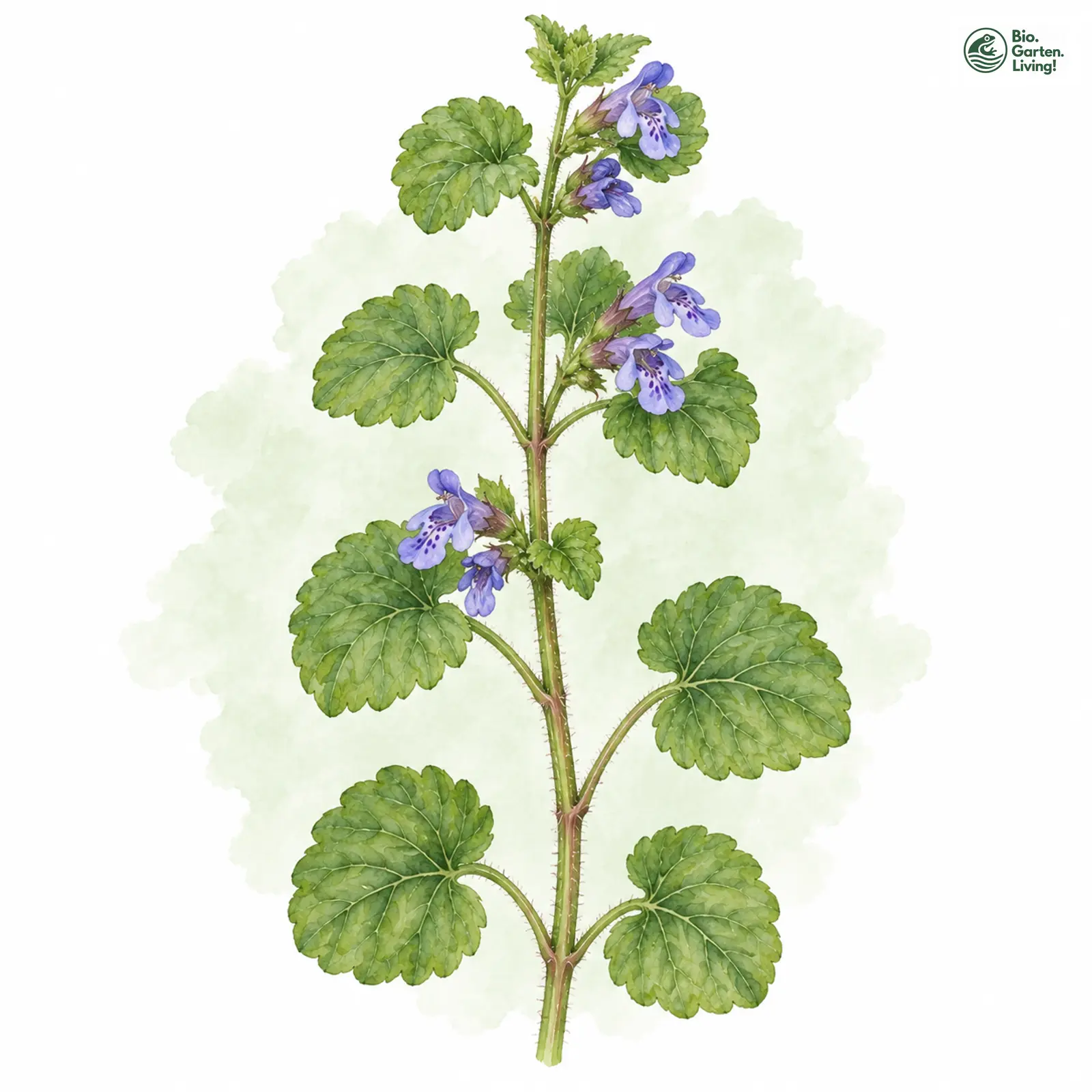 Aquarellzeichnung: Gewöhnlicher Gundermann (Glechoma hederacea)