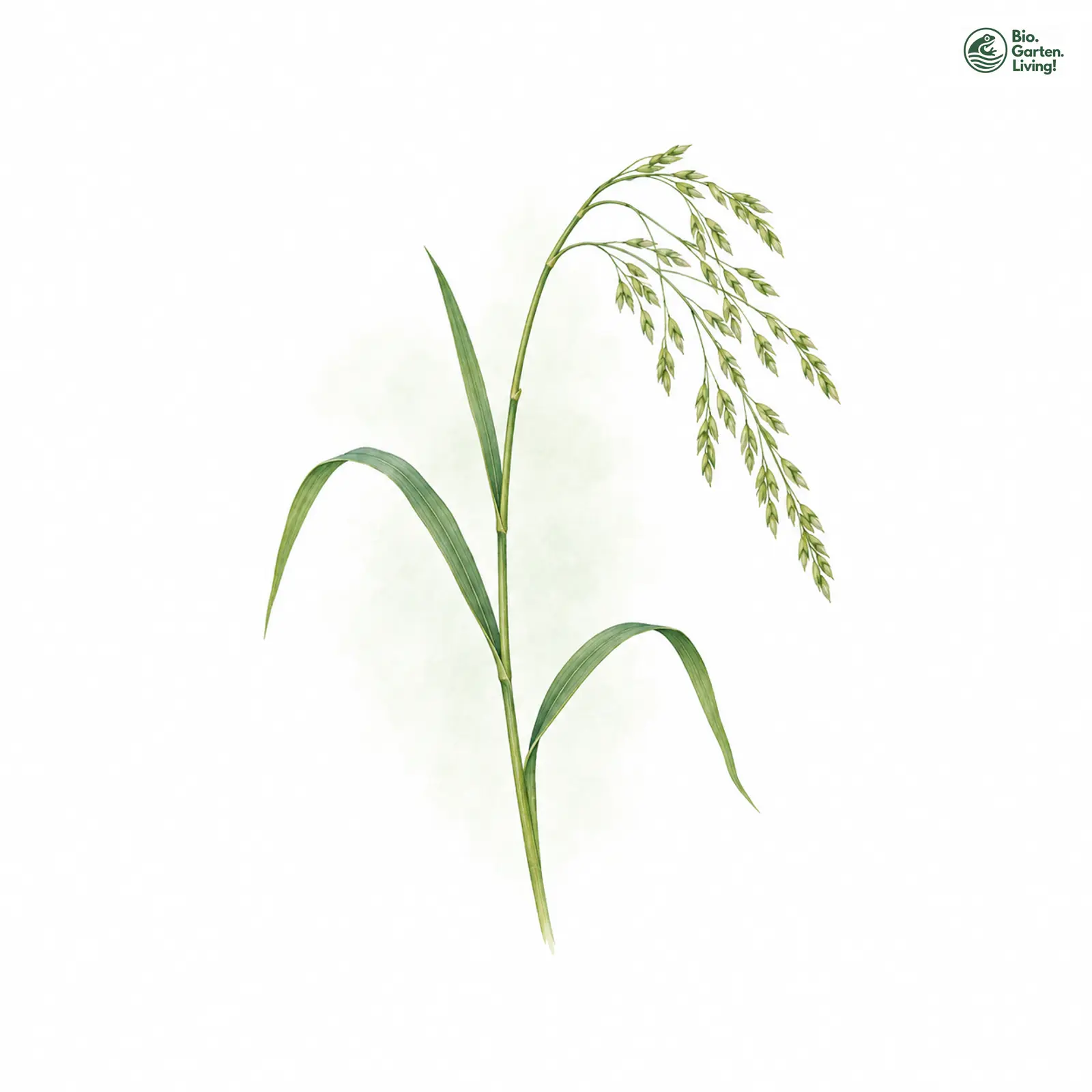Aquarellzeichnung: Flutender Schwaden (Glyceria fluitans)