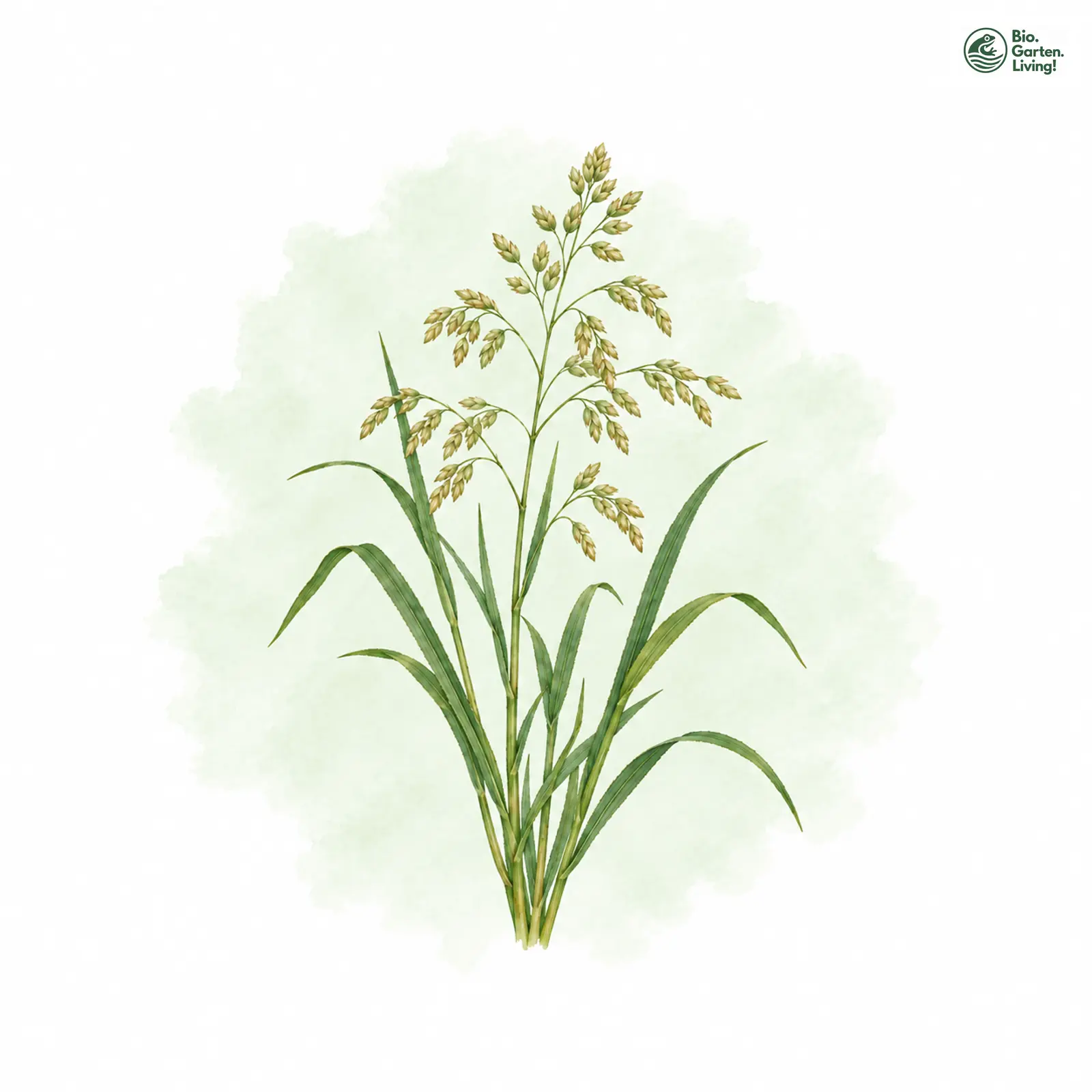 Aquarellzeichnung: Hain-Schwaden (Glyceria nemoralis)