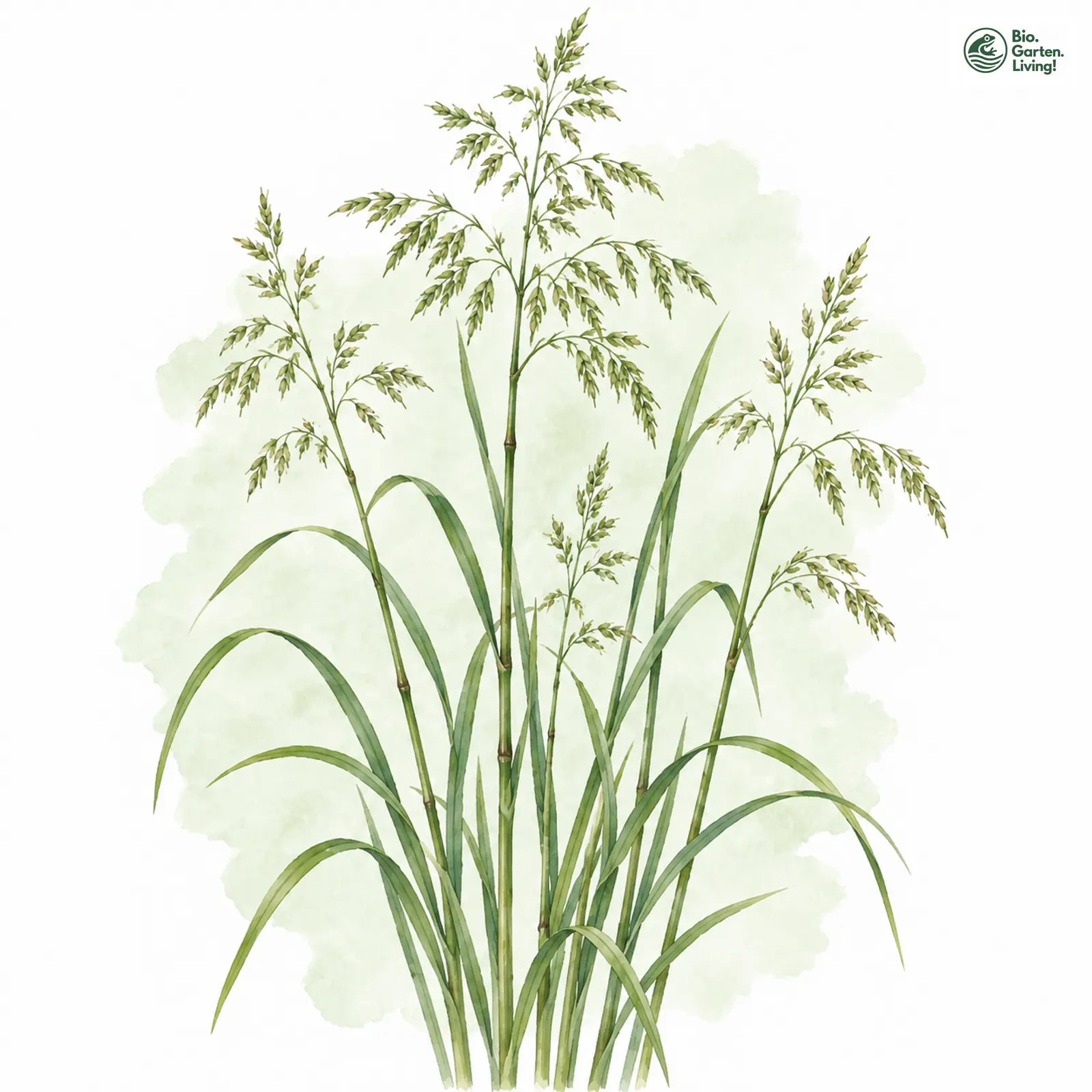 Aquarellzeichnung: Bastard-Schwaden (Glyceria pedicellata)