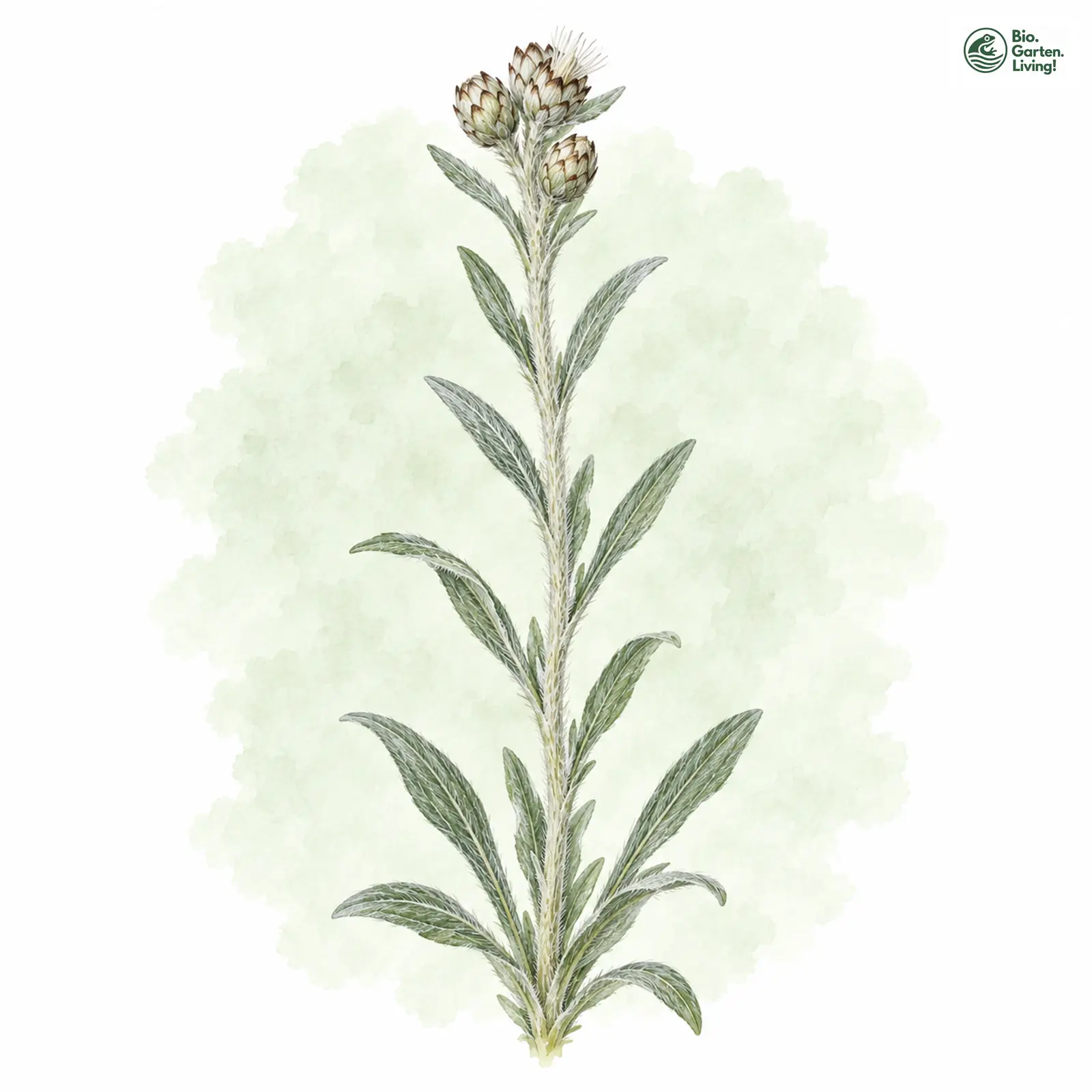 Aquarellzeichnung: Norwegisches Ruhrkraut (Gnaphalium norvegicum)
