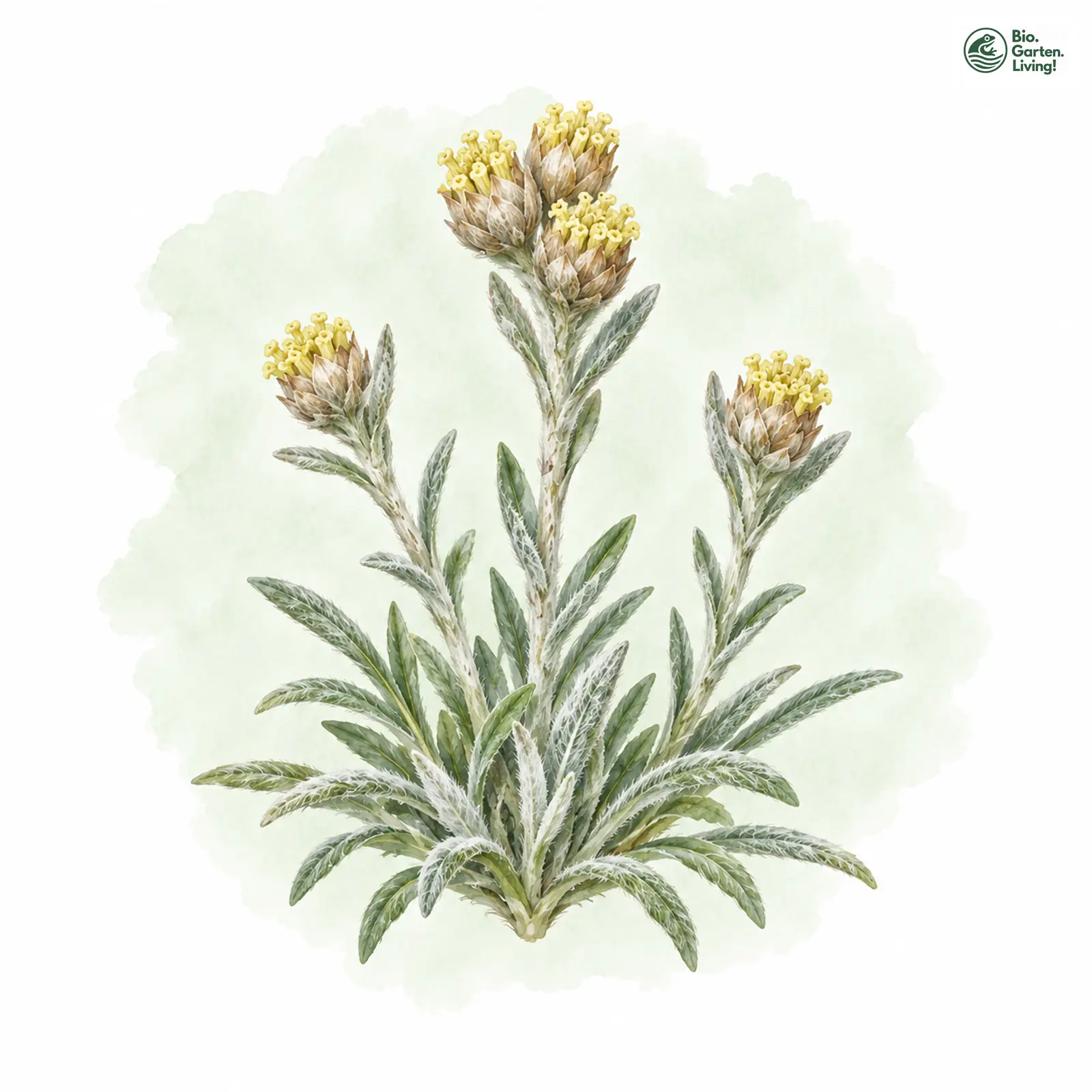 Aquarellzeichnung: Zwerg-Ruhrkraut (Gnaphalium supinum)