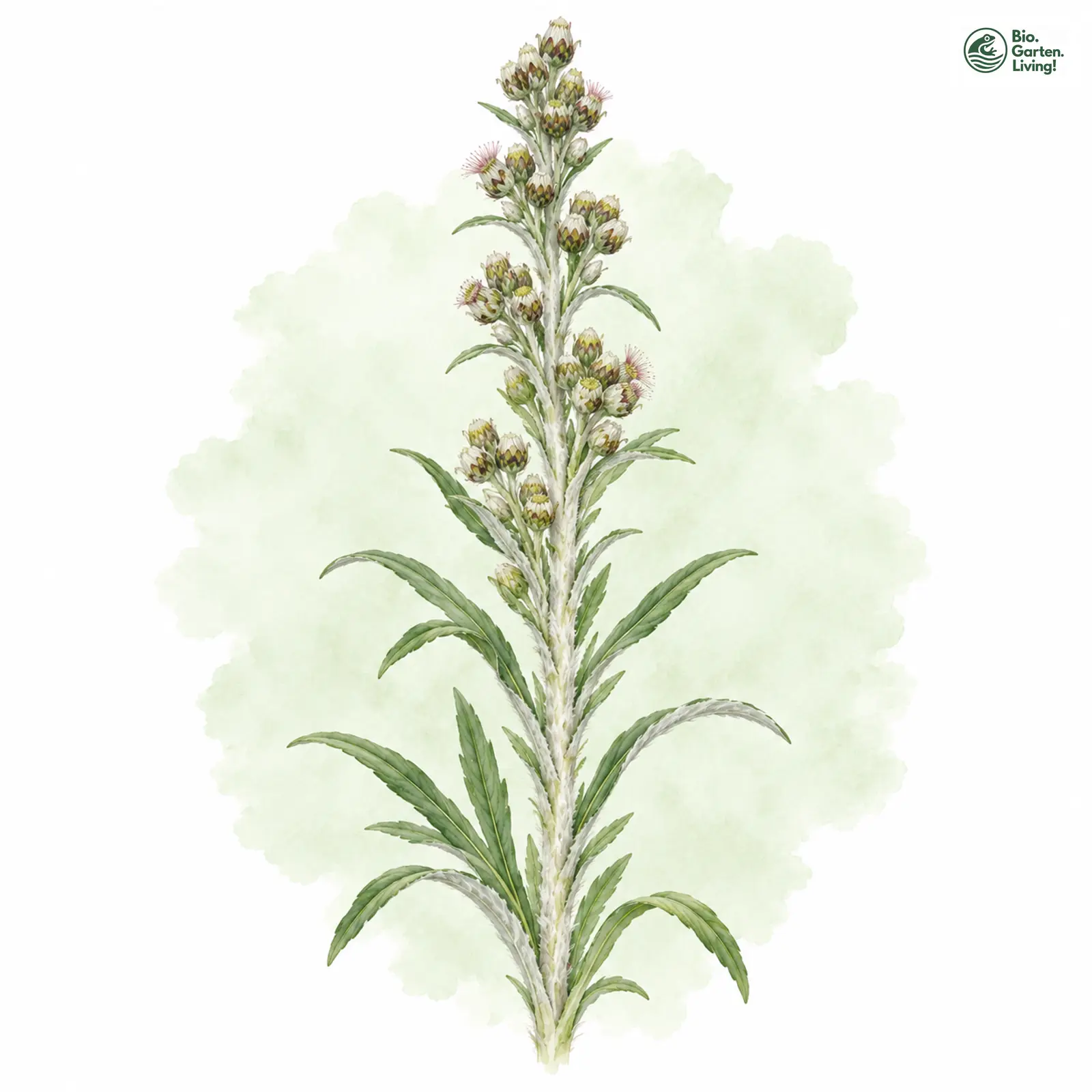 Aquarellzeichnung: Wald-Ruhrkraut (Gnaphalium sylvaticum)
