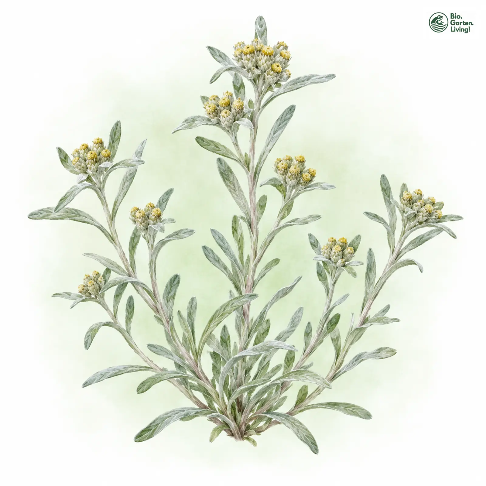 Aquarellzeichnung: Sumpf-Ruhrkraut (Gnaphalium uliginosum)