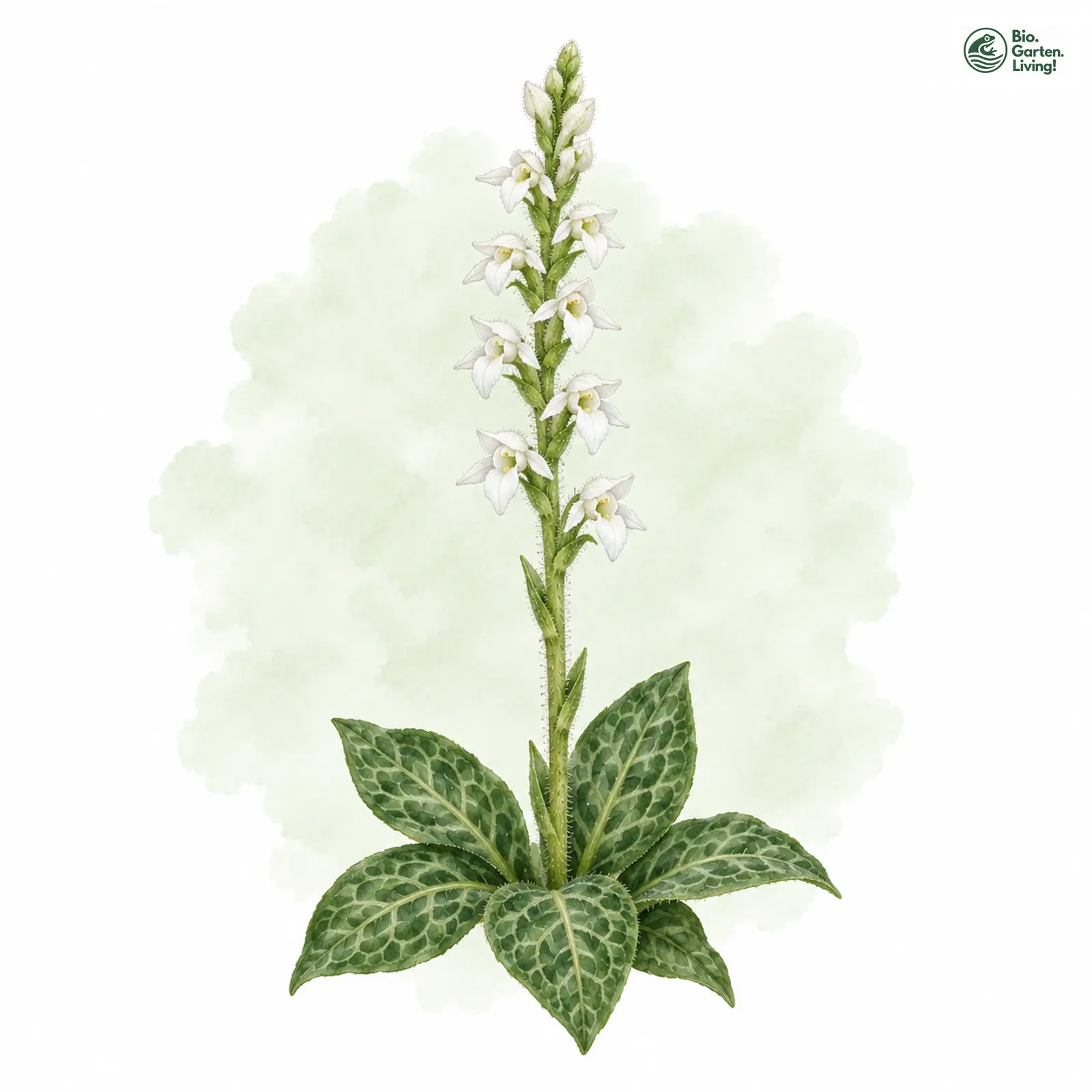 Aquarellzeichnung: Kriechendes Netzblatt (Goodyera repens)