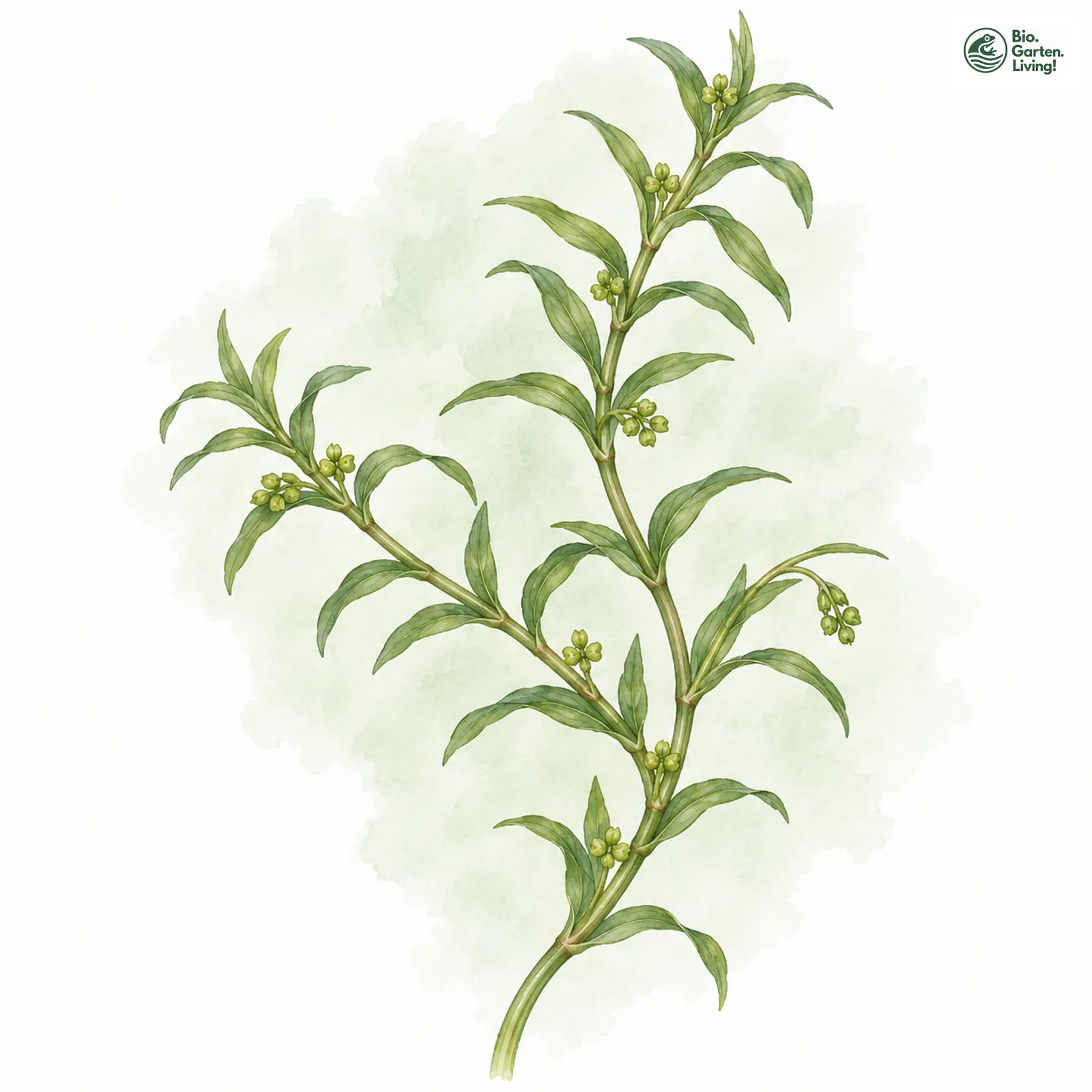 Aquarellzeichnung: Dichtes Fischkraut (Groenlandia densa)
