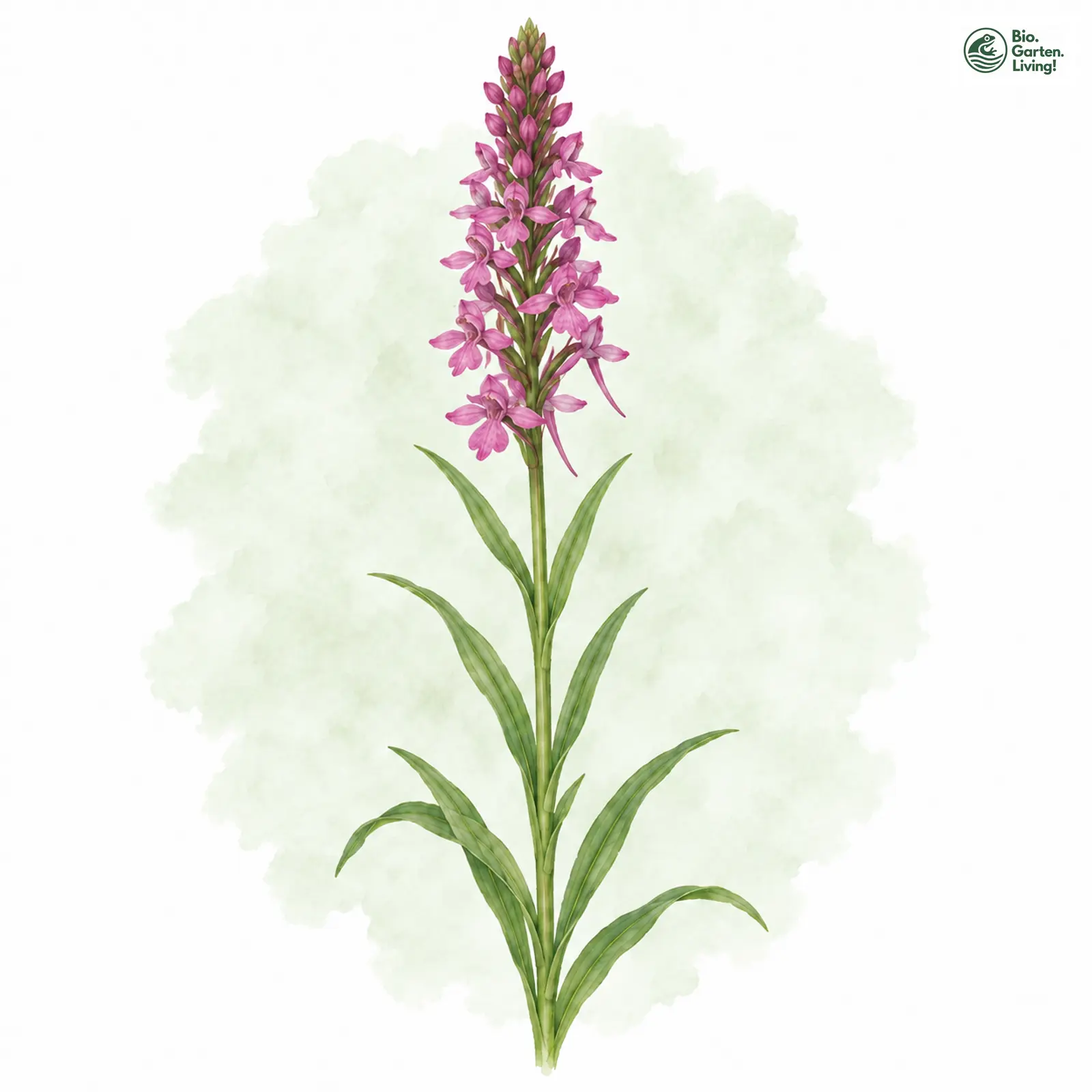 Aquarellzeichnung: Große Händelwurz (I. E. S.) (Gymnadenia conopsea (im engeren Sinne))