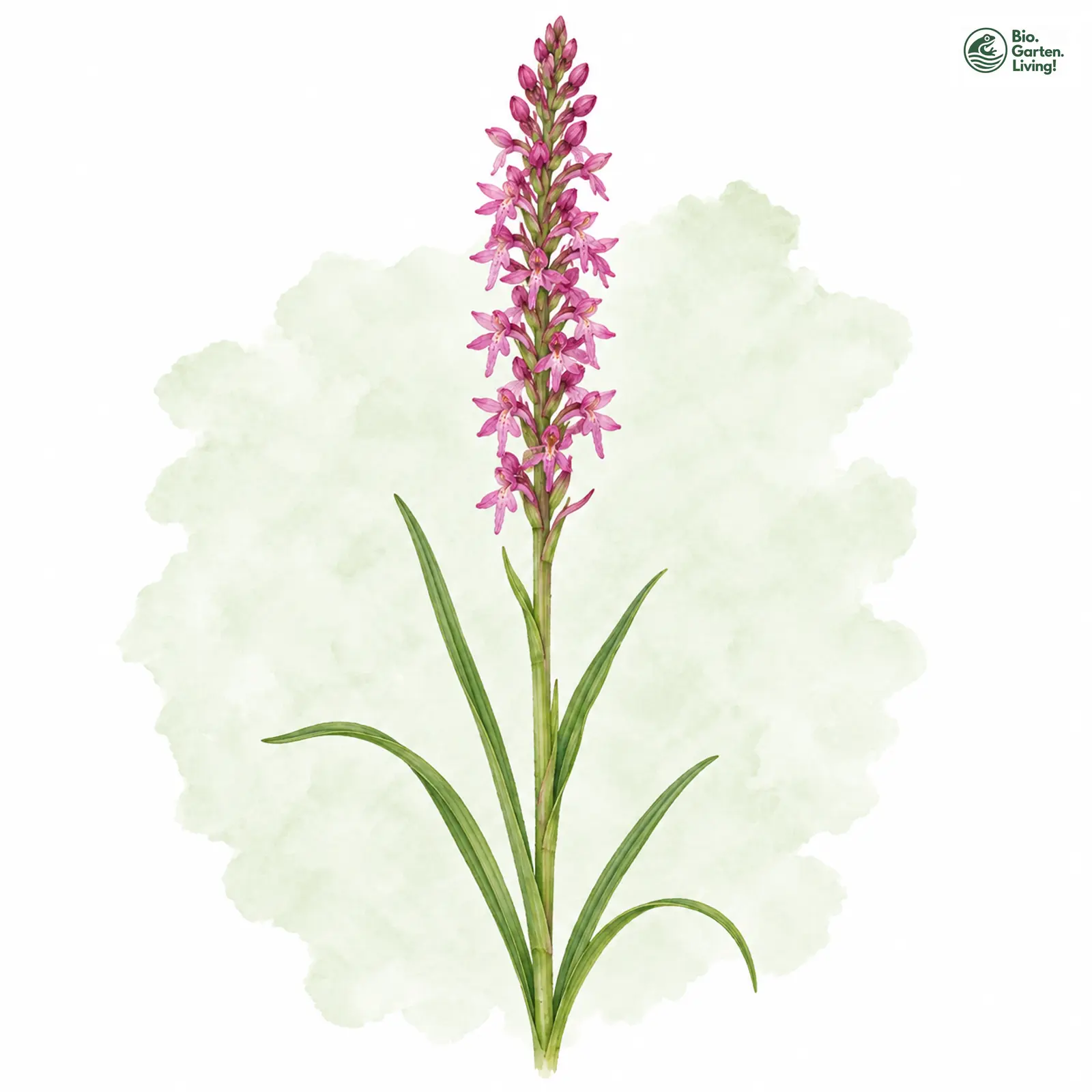 Aquarellzeichnung: Duft-Händelwurz (Gymnadenia odoratissima)