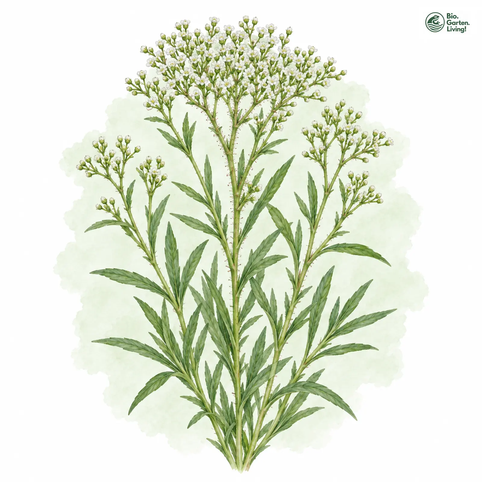 Aquarellzeichnung: Ebensträußiges Gipskraut (Gypsophila fastigiata)