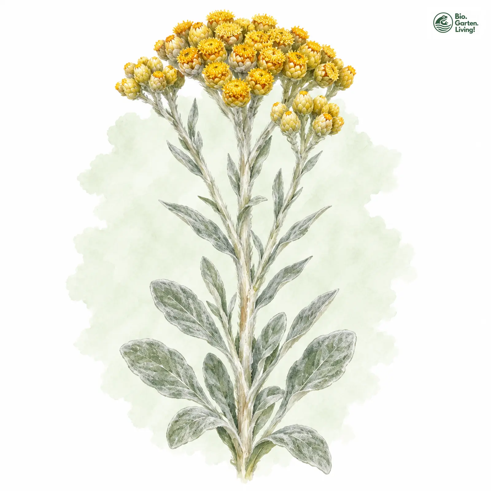 Aquarellzeichnung: Sand-Strohblume (Helichrysum arenarium)