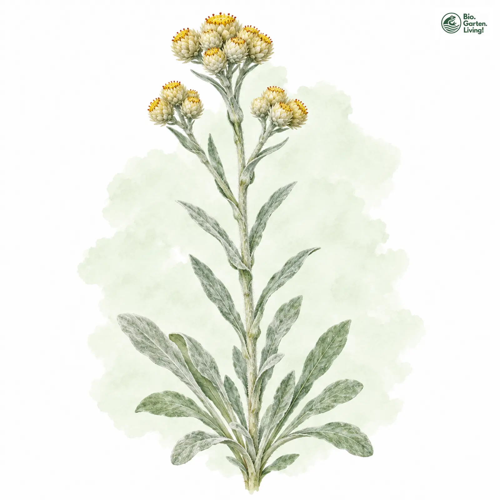 Aquarellzeichnung: Gelbweiße Strohblume (Helichrysum luteoalbum)