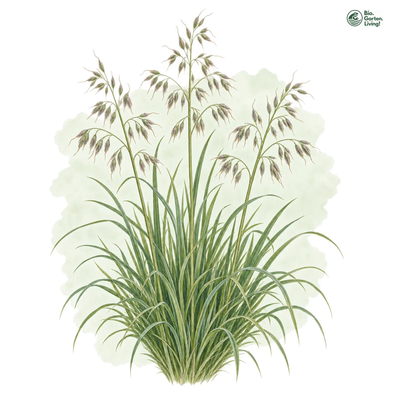 Aquarellzeichnung: Parlatore-Wiesenhafer (Helictotrichon parlatorei)