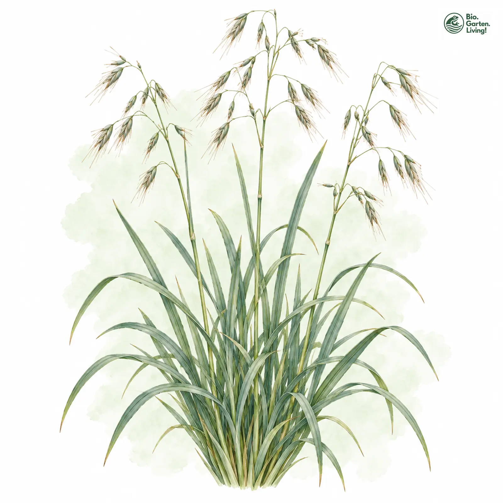 Aquarellzeichnung: Echter Wiesenhafer (Helictotrichon pratense)