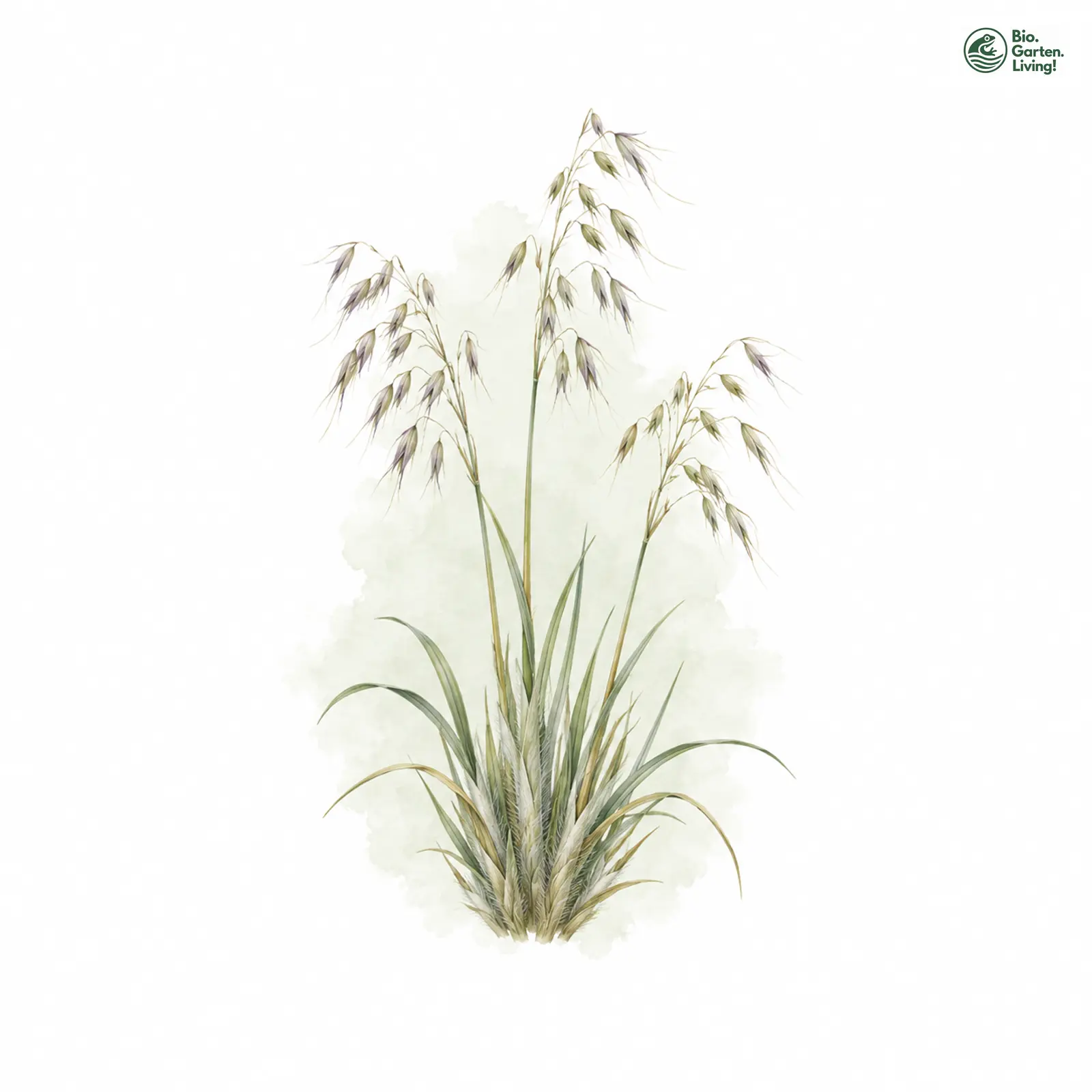 Aquarellzeichnung: Flaumiger Wiesenhafer (Helictotrichon pubescens)