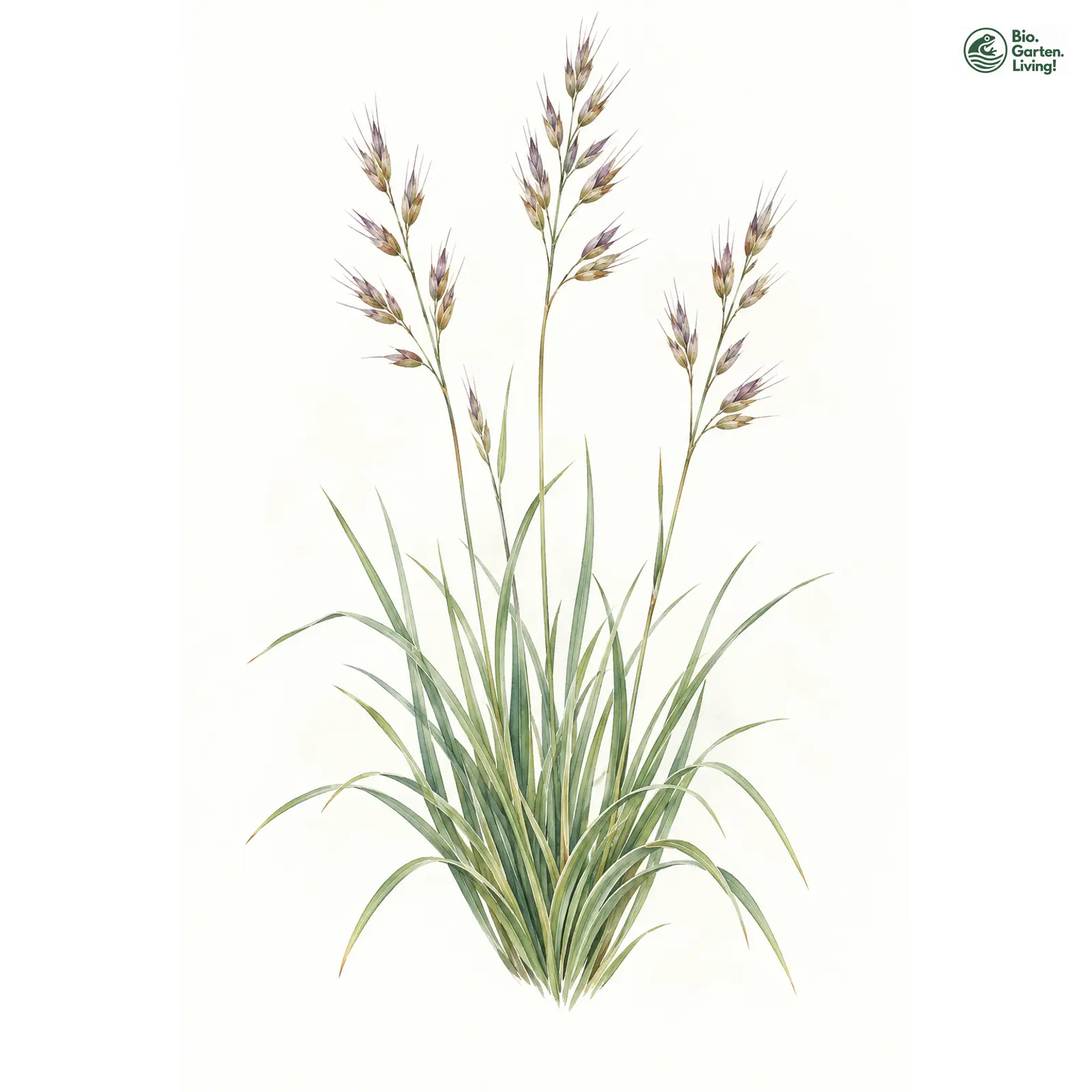 Aquarellzeichnung: Bunter Wiesenhafer (Helictotrichon versicolor)
