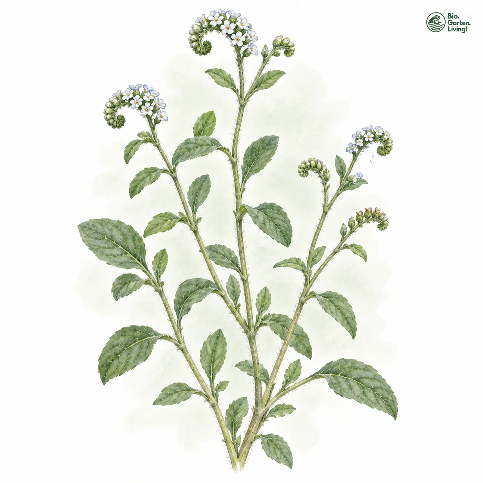 Aquarellzeichnung: Europäische Sonnenwende (Heliotropium europaeum)