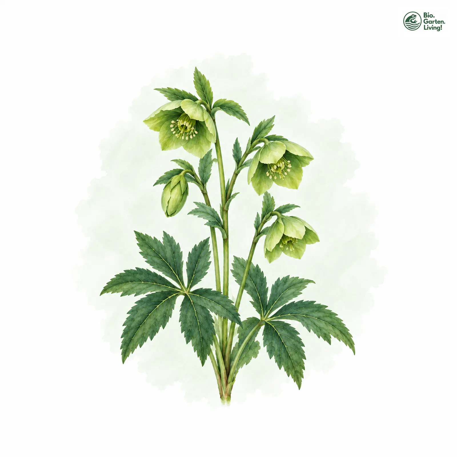 Aquarellzeichnung: Grüne Nieswurz (Helleborus viridis)