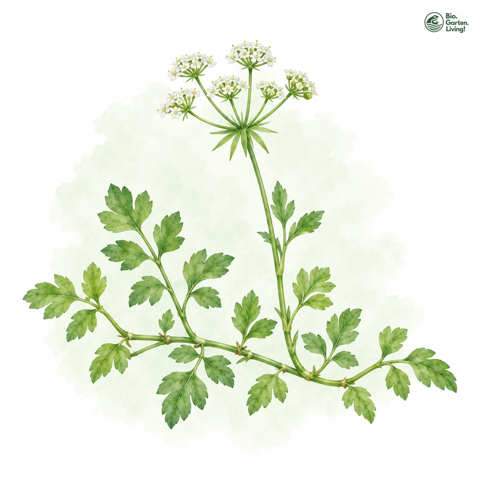 Aquarellzeichnung: Kriechender Sumpfschirm (Helosciadium repens)